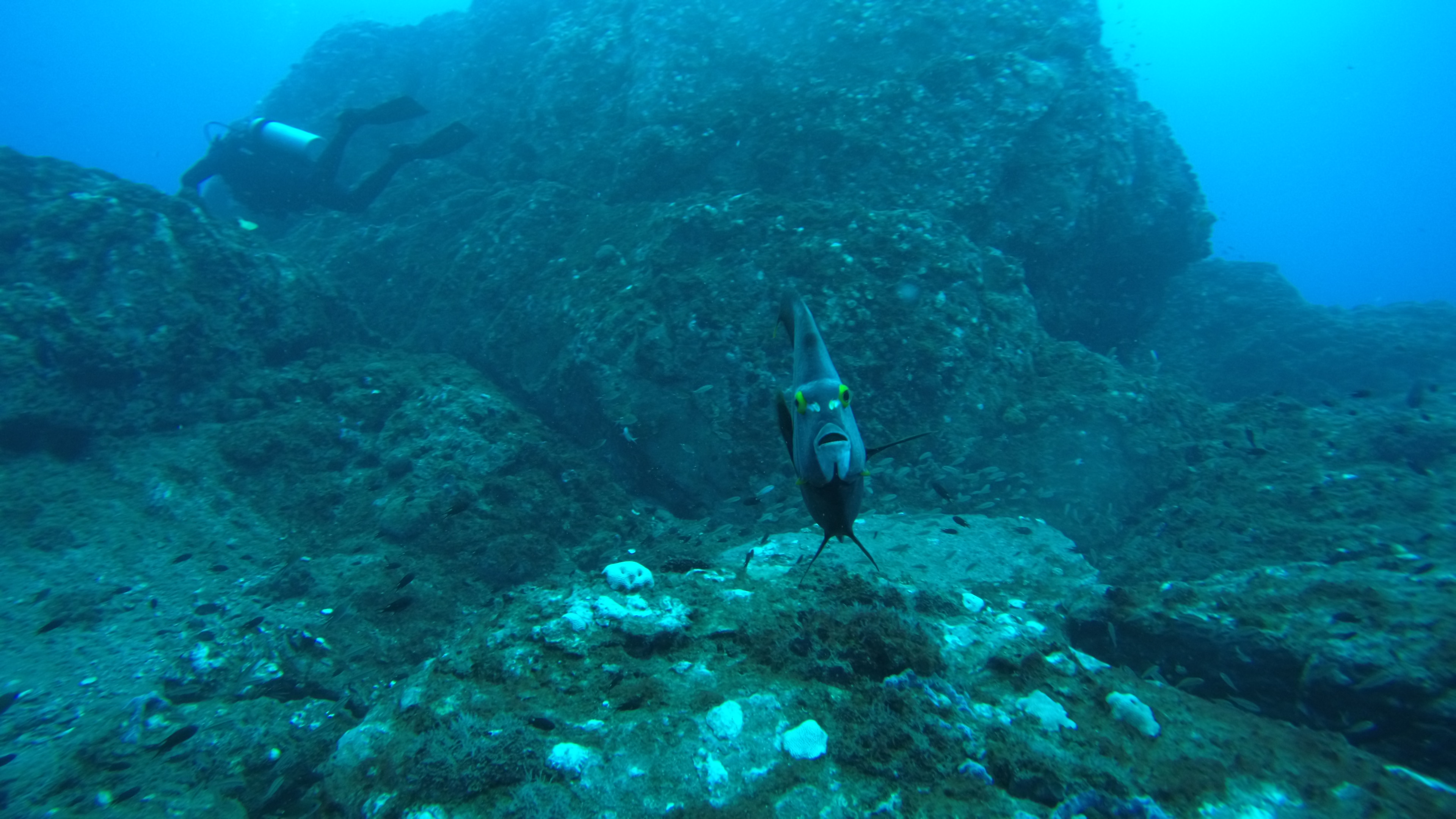French angel fish trying to figure out what I am