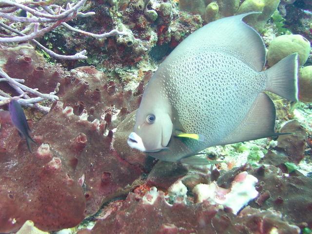 French angel fish
