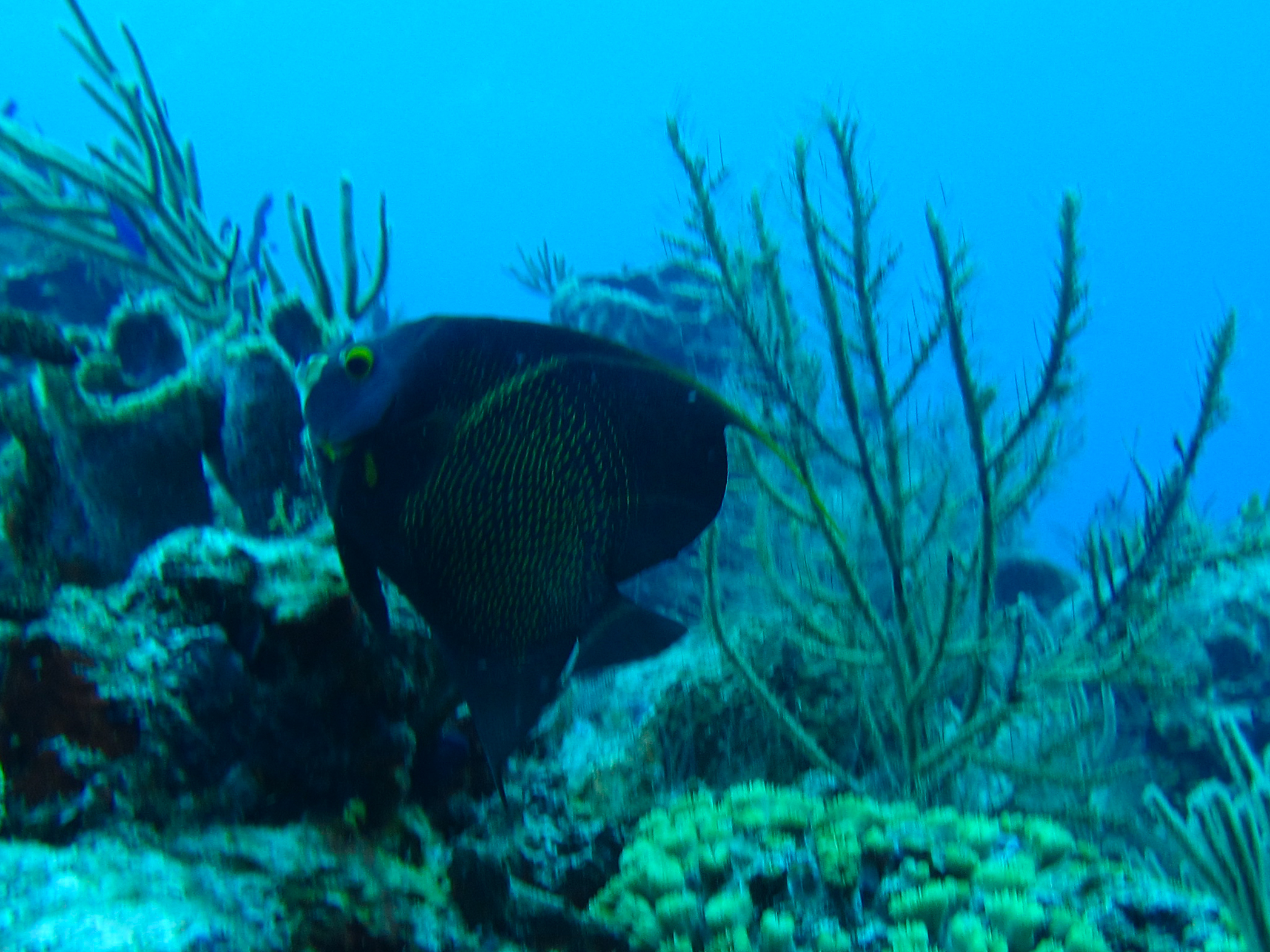 French Angelfish 6010