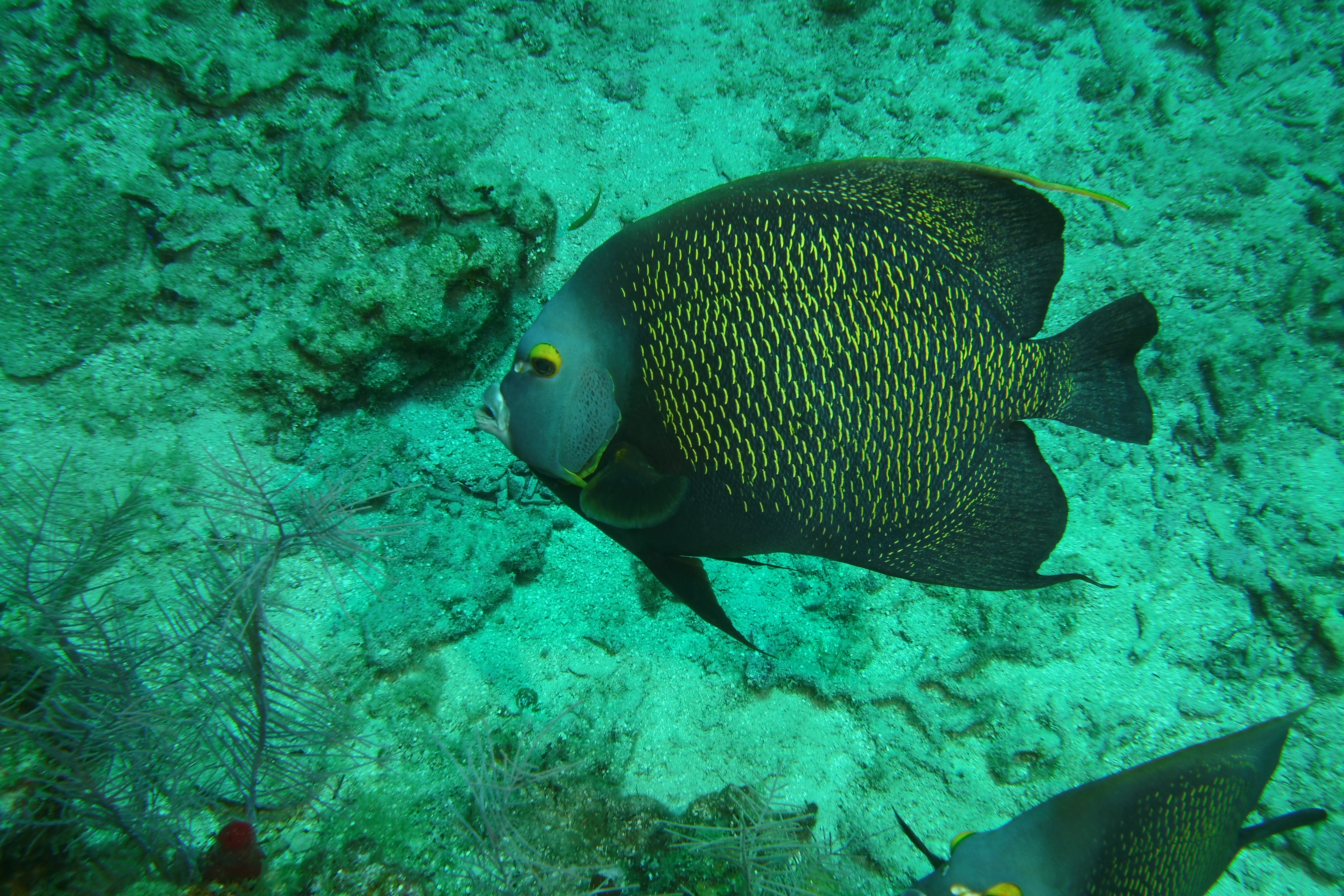 French AngelFish Roatan March 2022