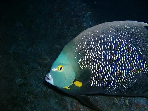 French Angelfish