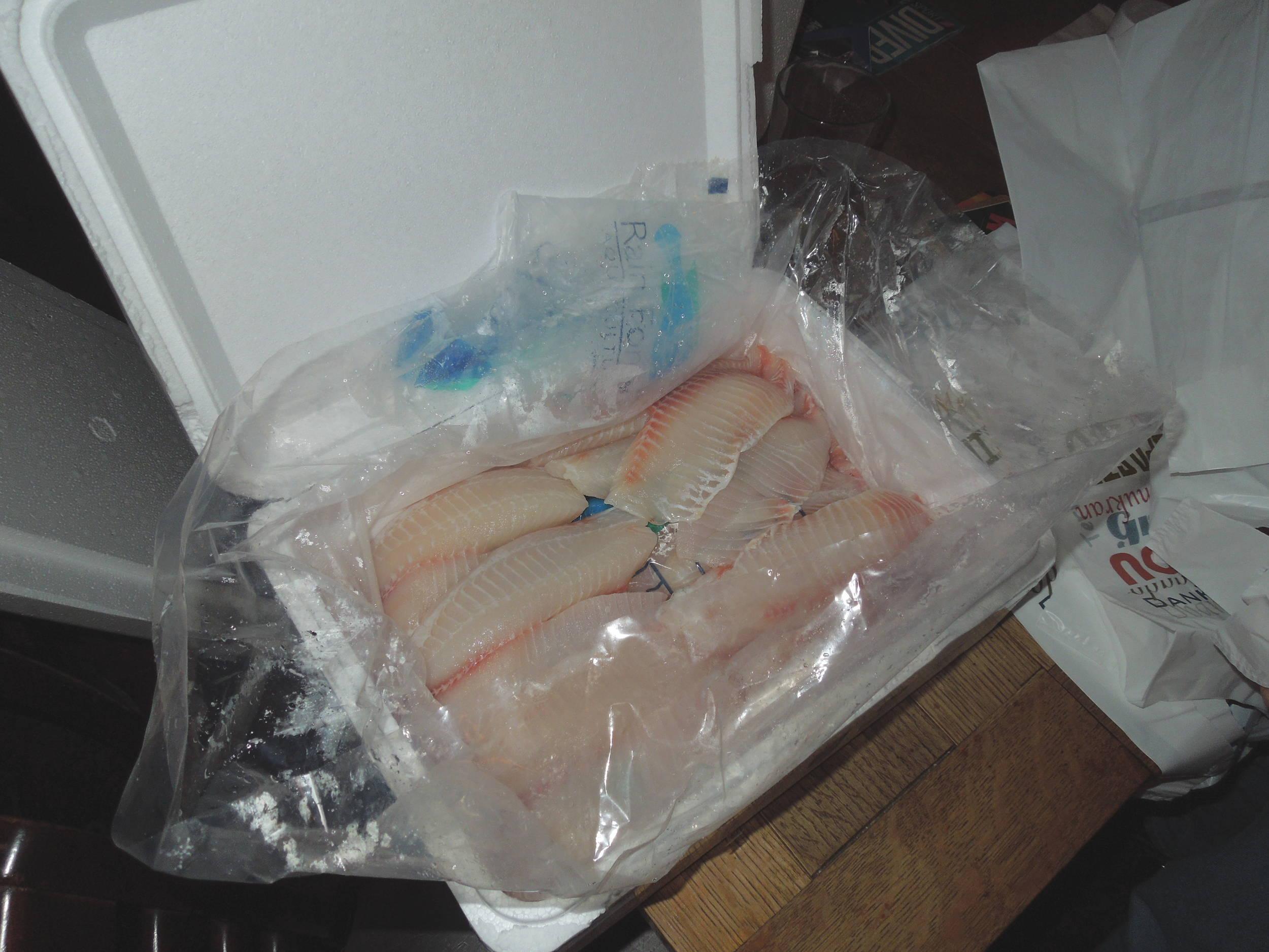 Fresh premium tilapia, free for the taking