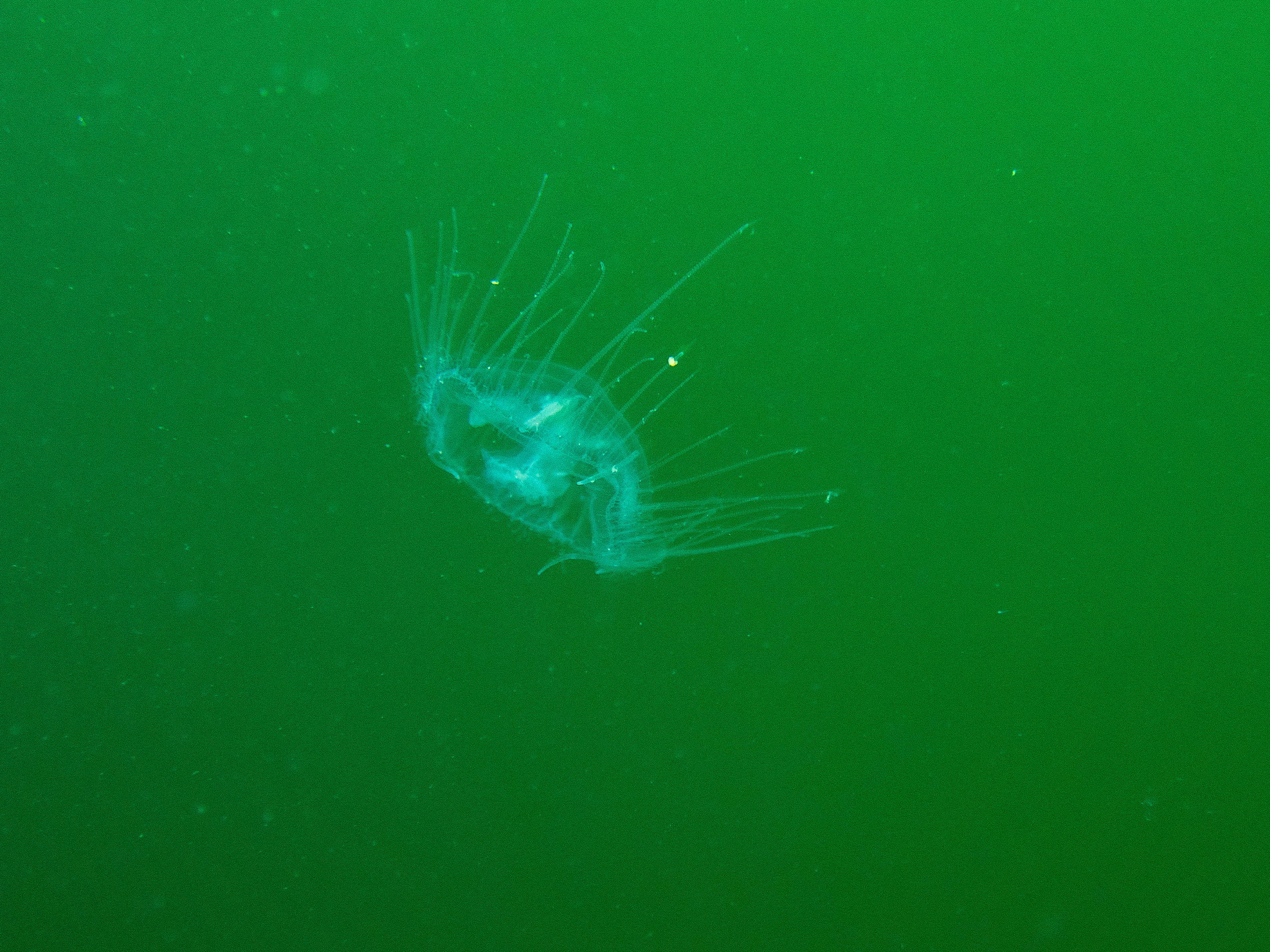 Freshwater jellies, kraken springs, GA