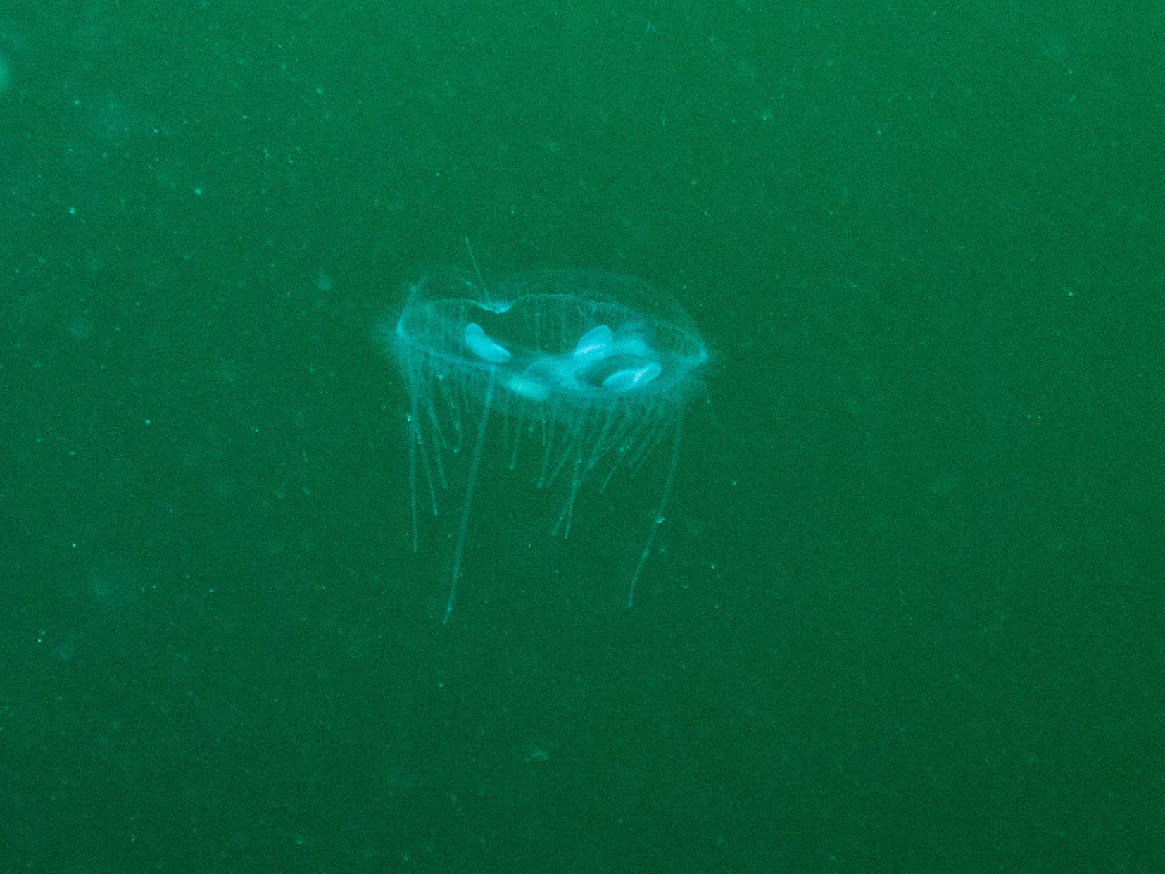 Freshwater jellies, kraken springs, GA