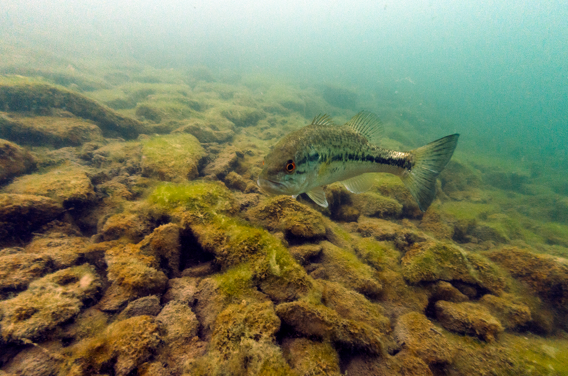 Frisky Bass - CAnyon Lake