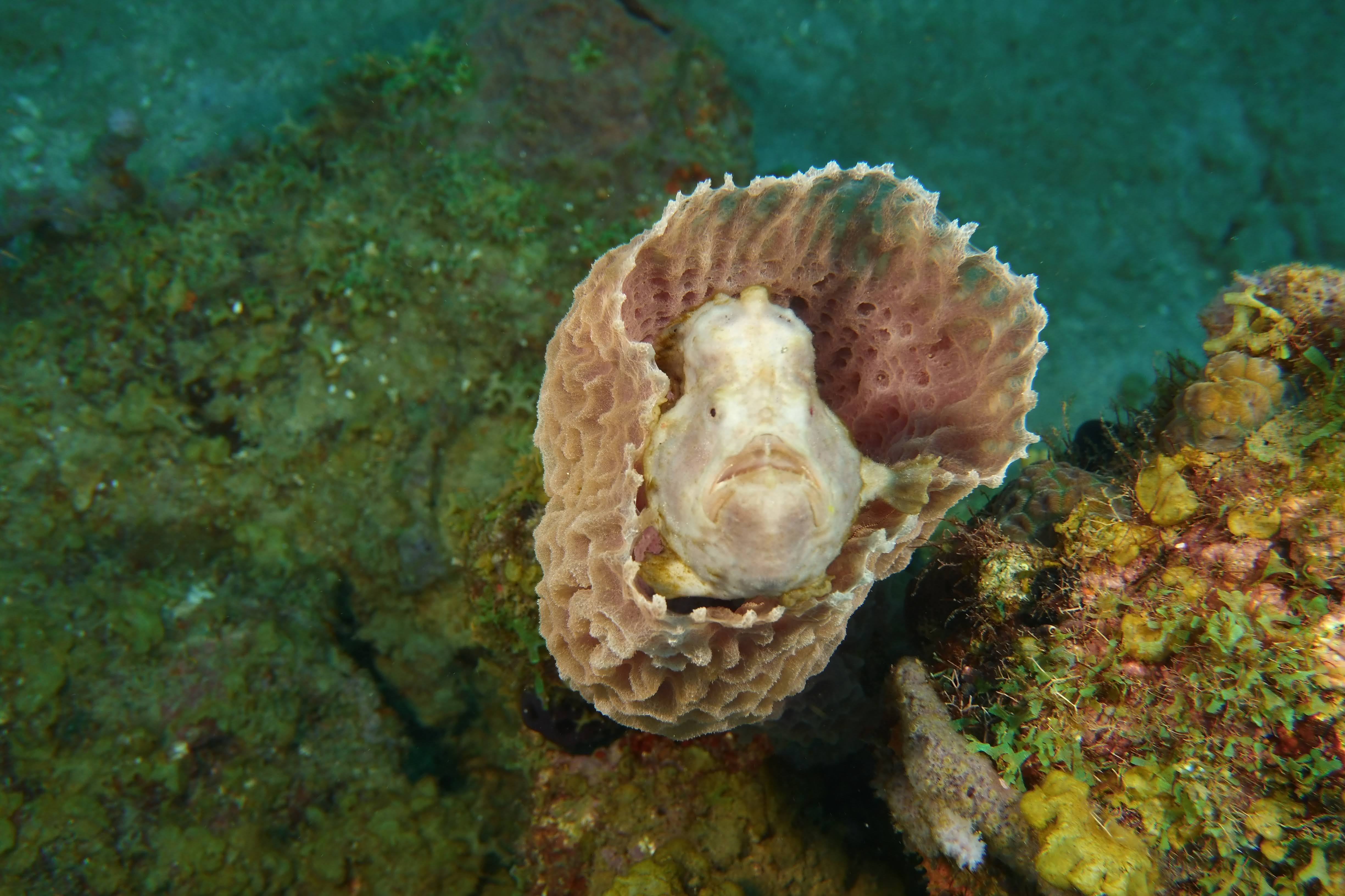 Frog fish in sponge