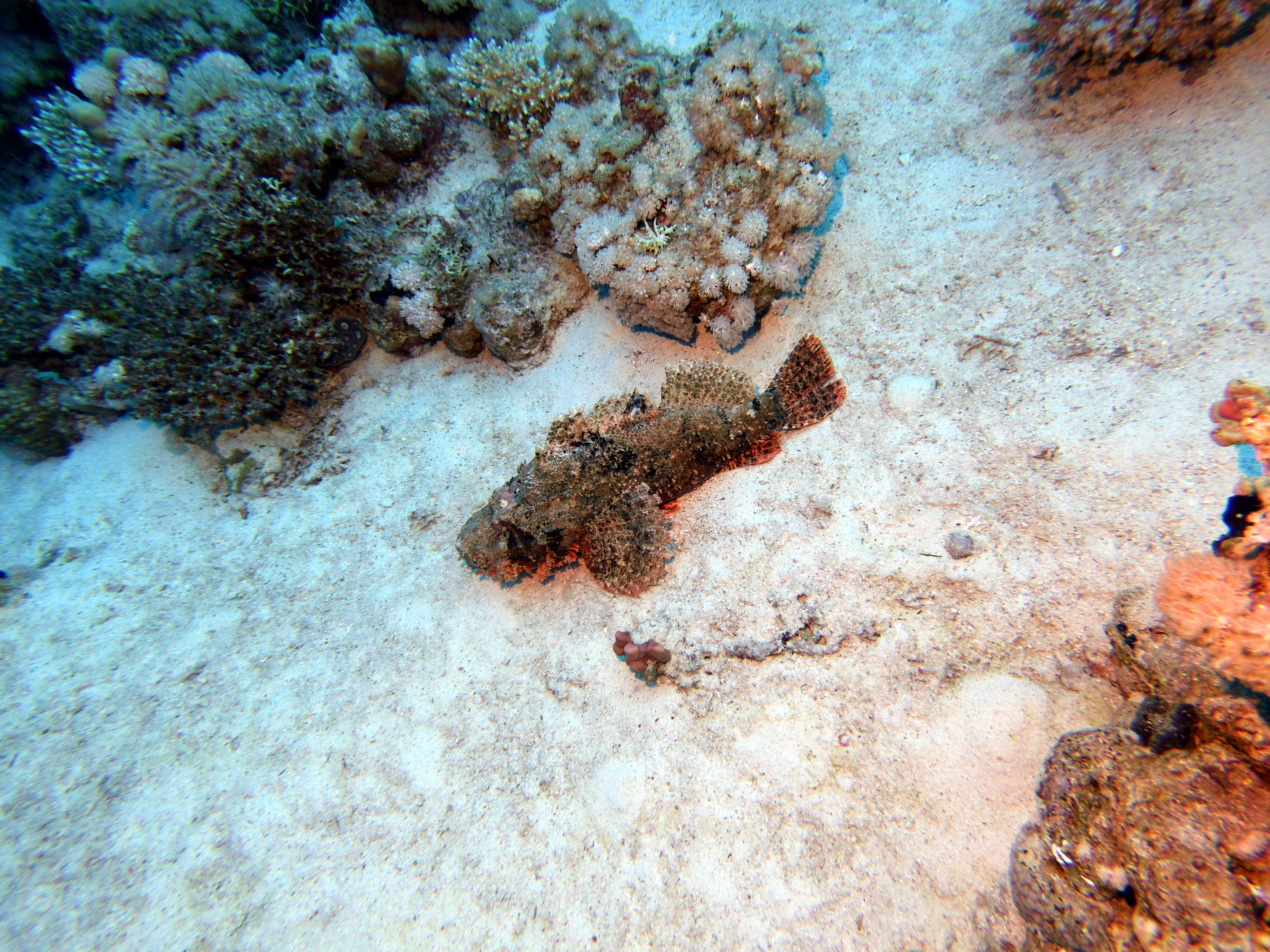 Frogfish? at Ras Umm Sid