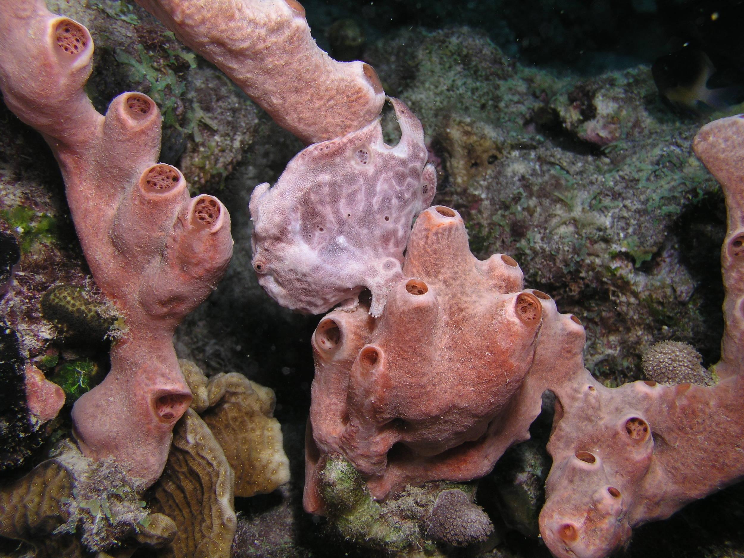 Frogfish at Something Special