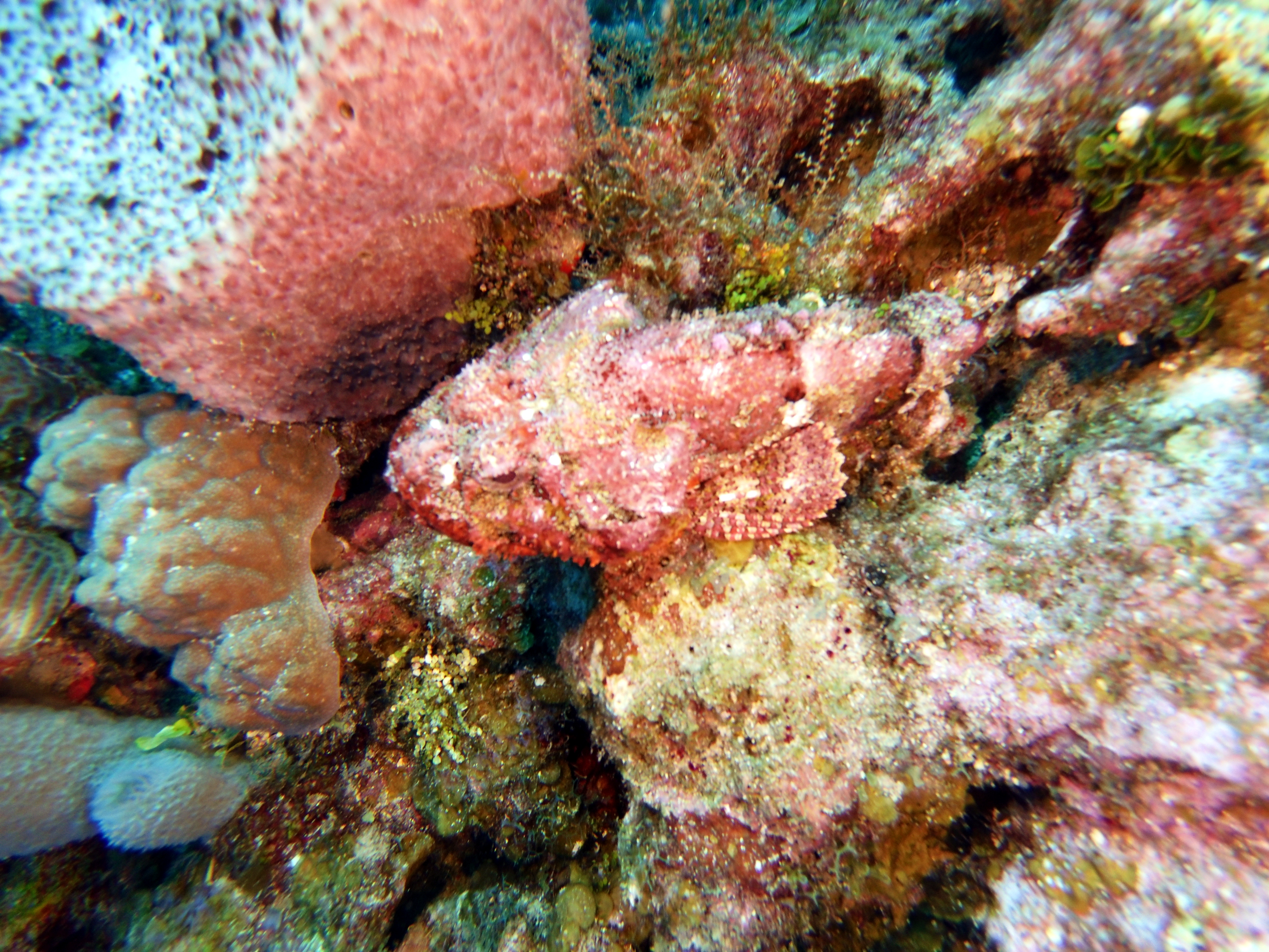 Frogfish in Pirate's Dream