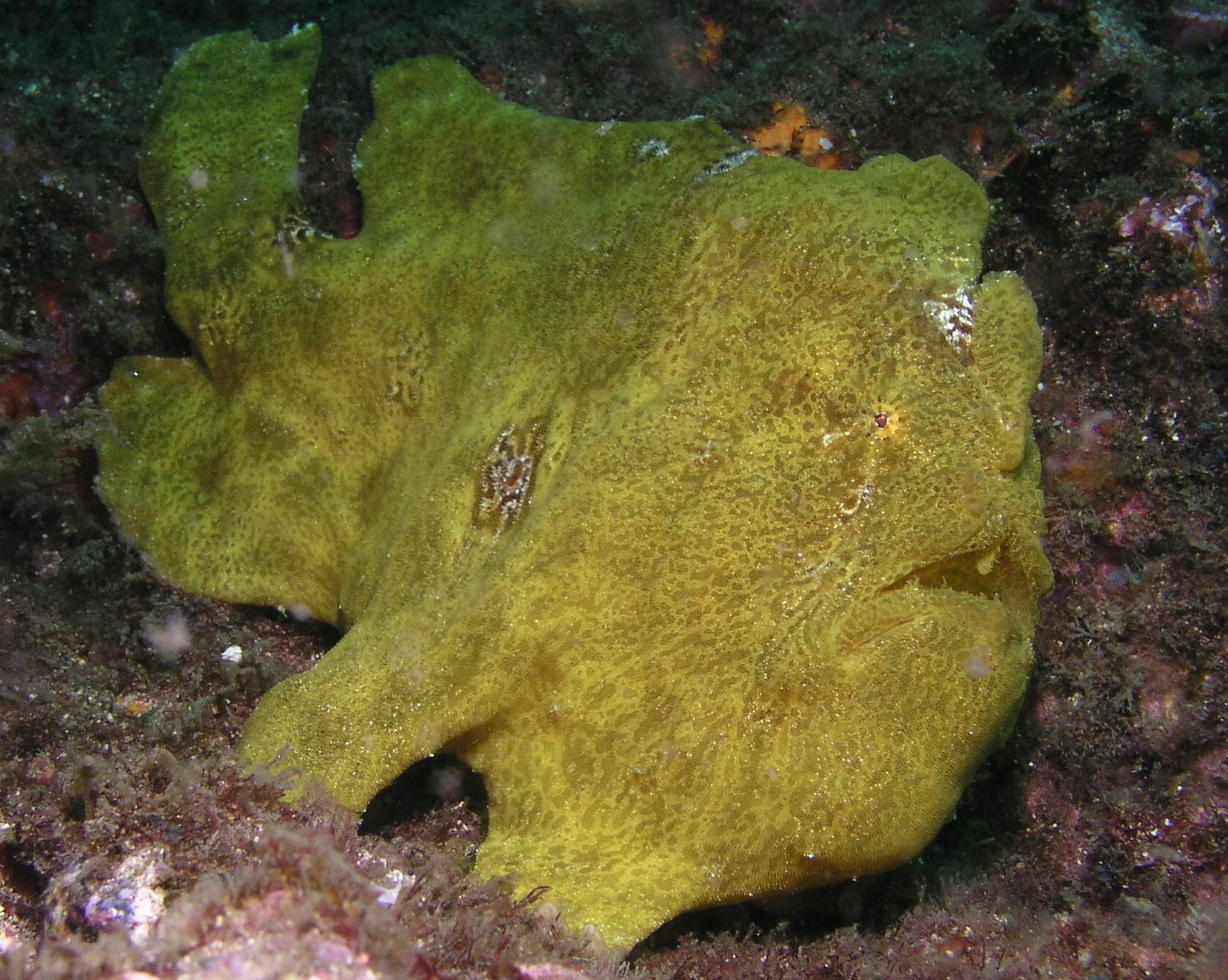 frogfish, round 1