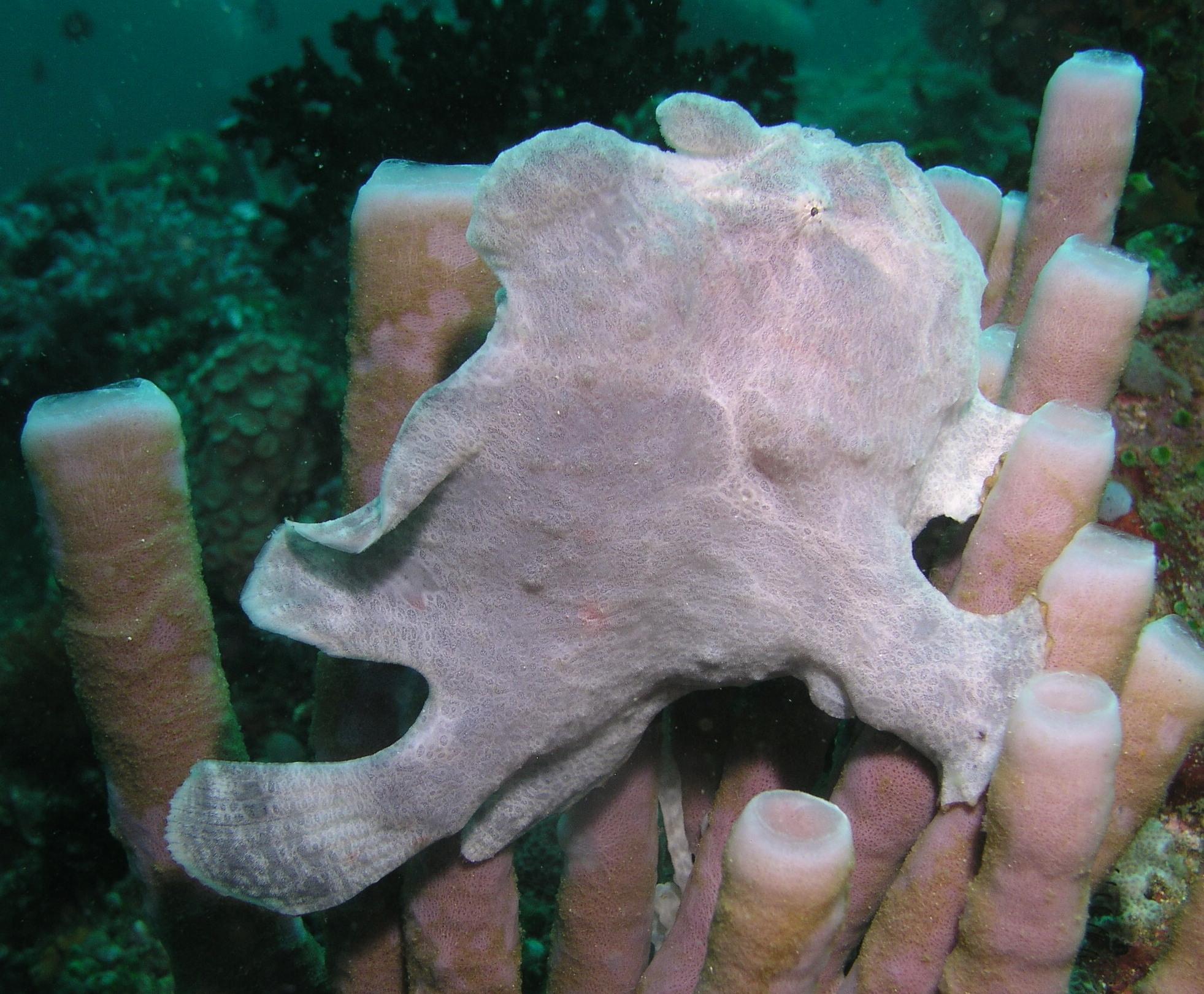 frogfish