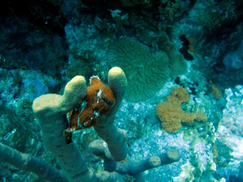 FrogFish1