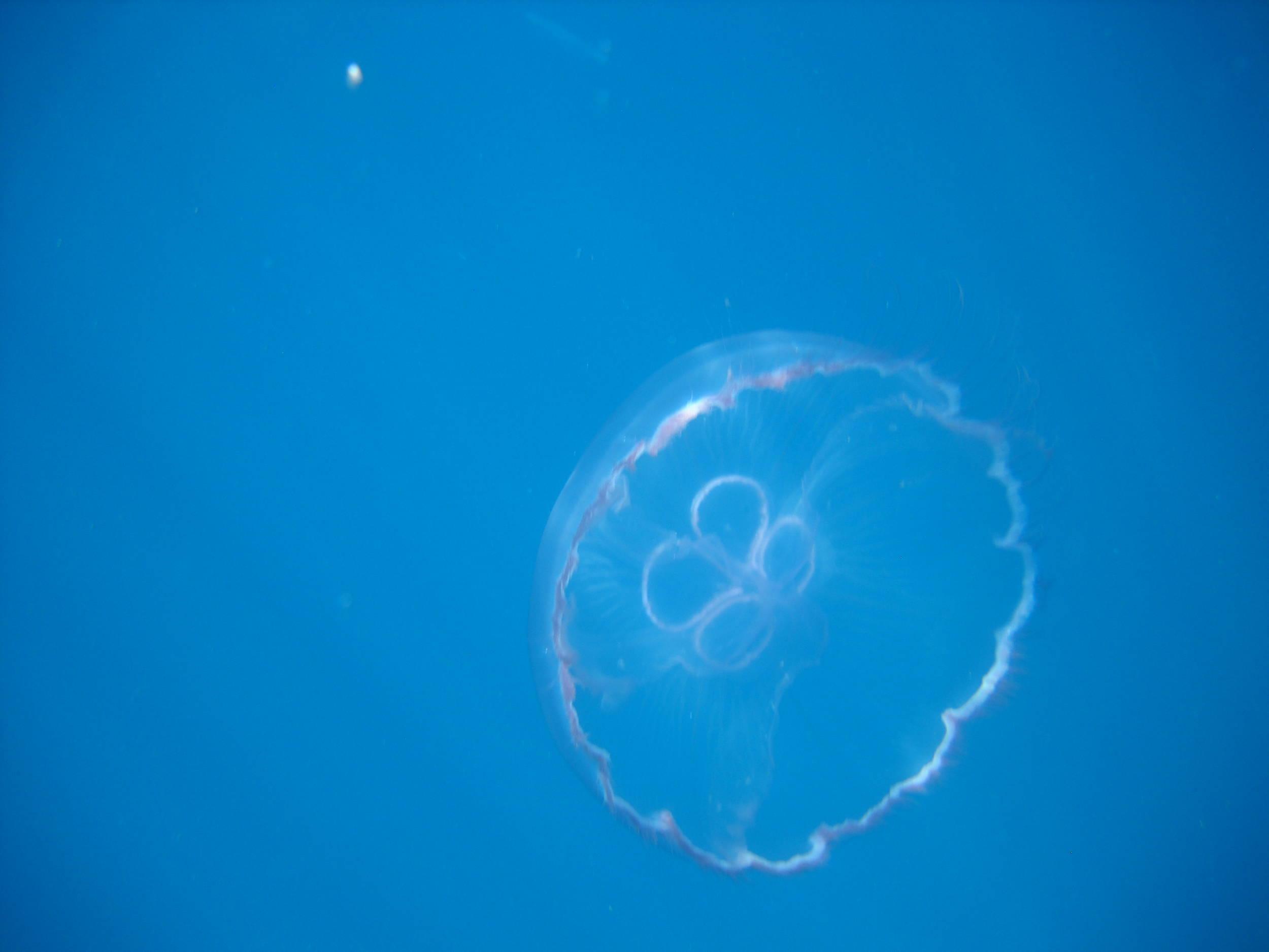 full moon jelly