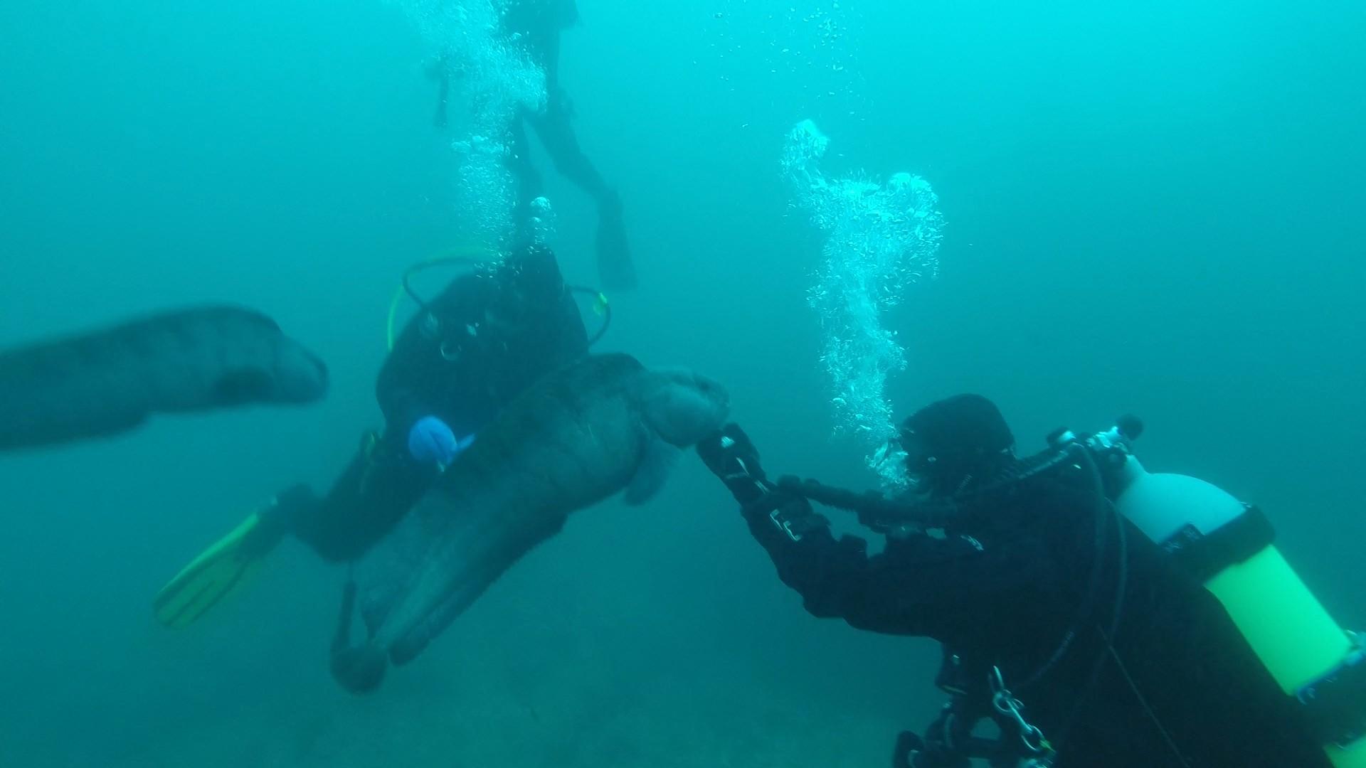 Fun with the wolf fish