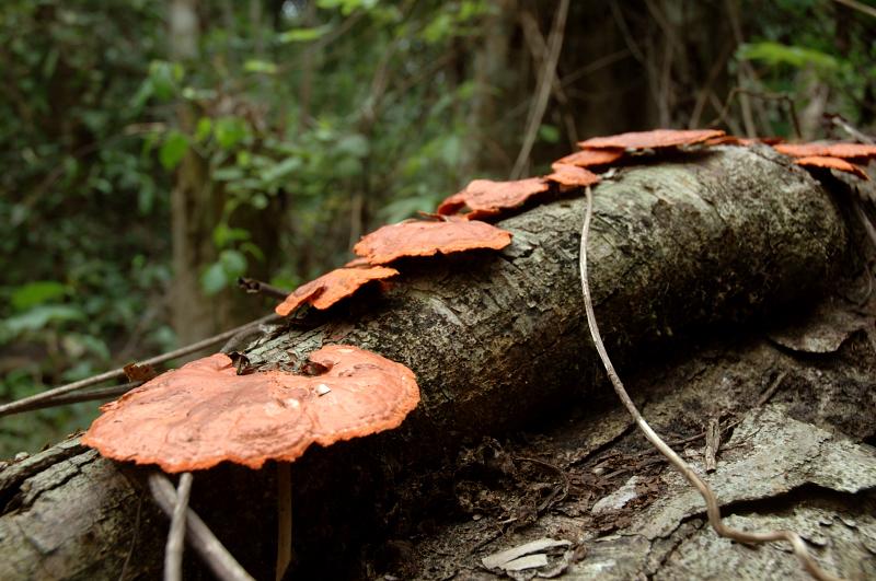 Fungi