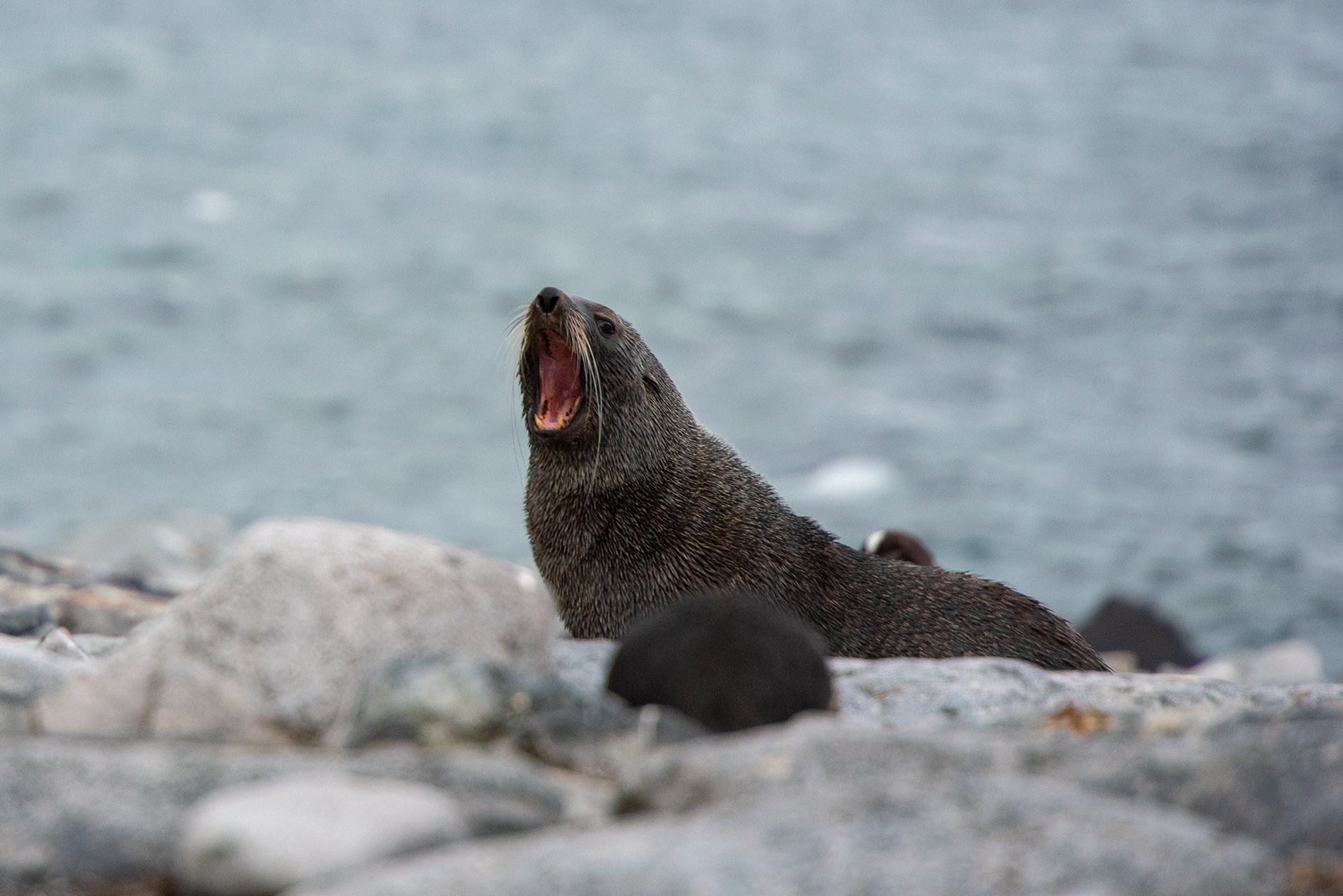 Fur Seal