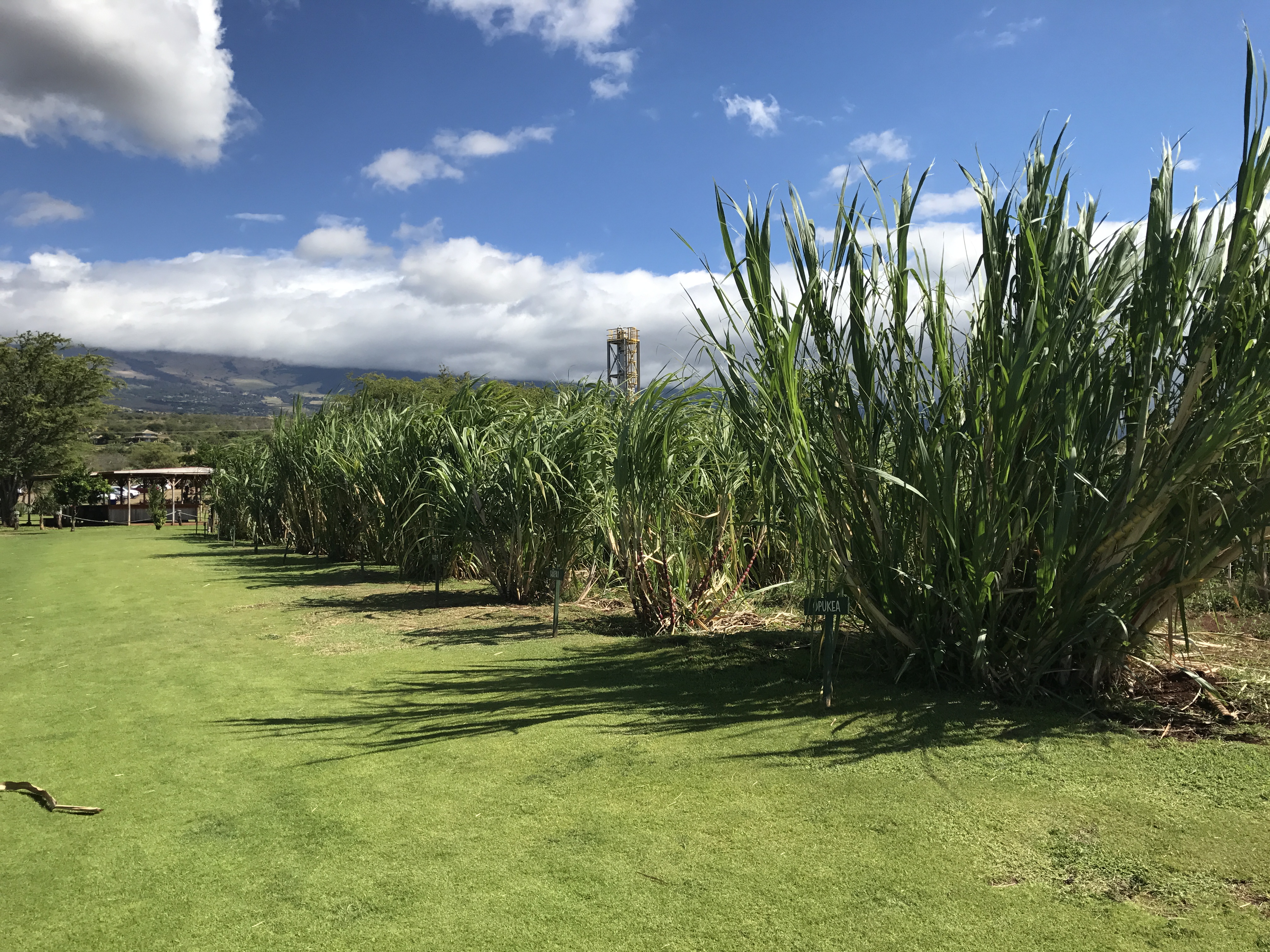 future rum (and vodka)