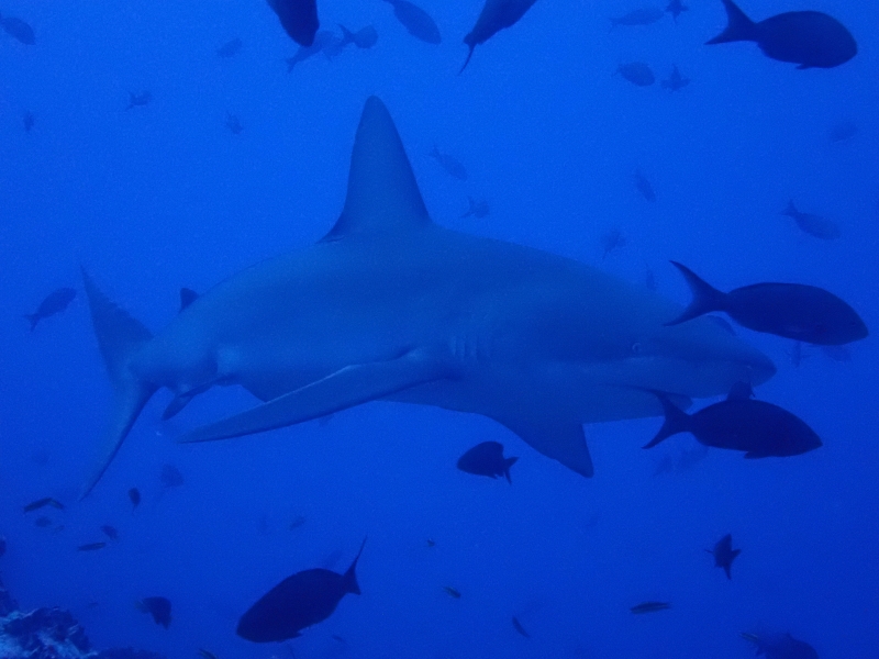 Galapagos Shark