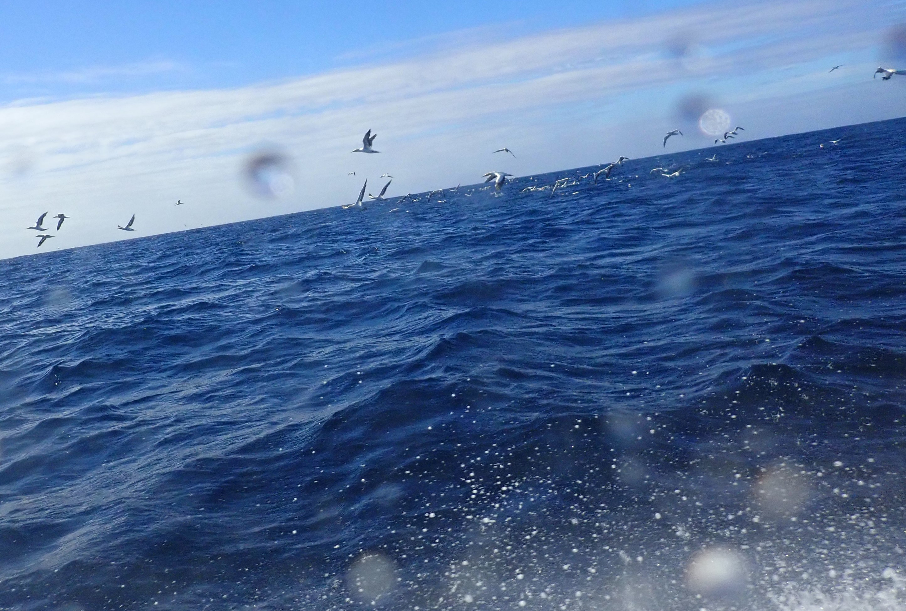 Gannets ganneting