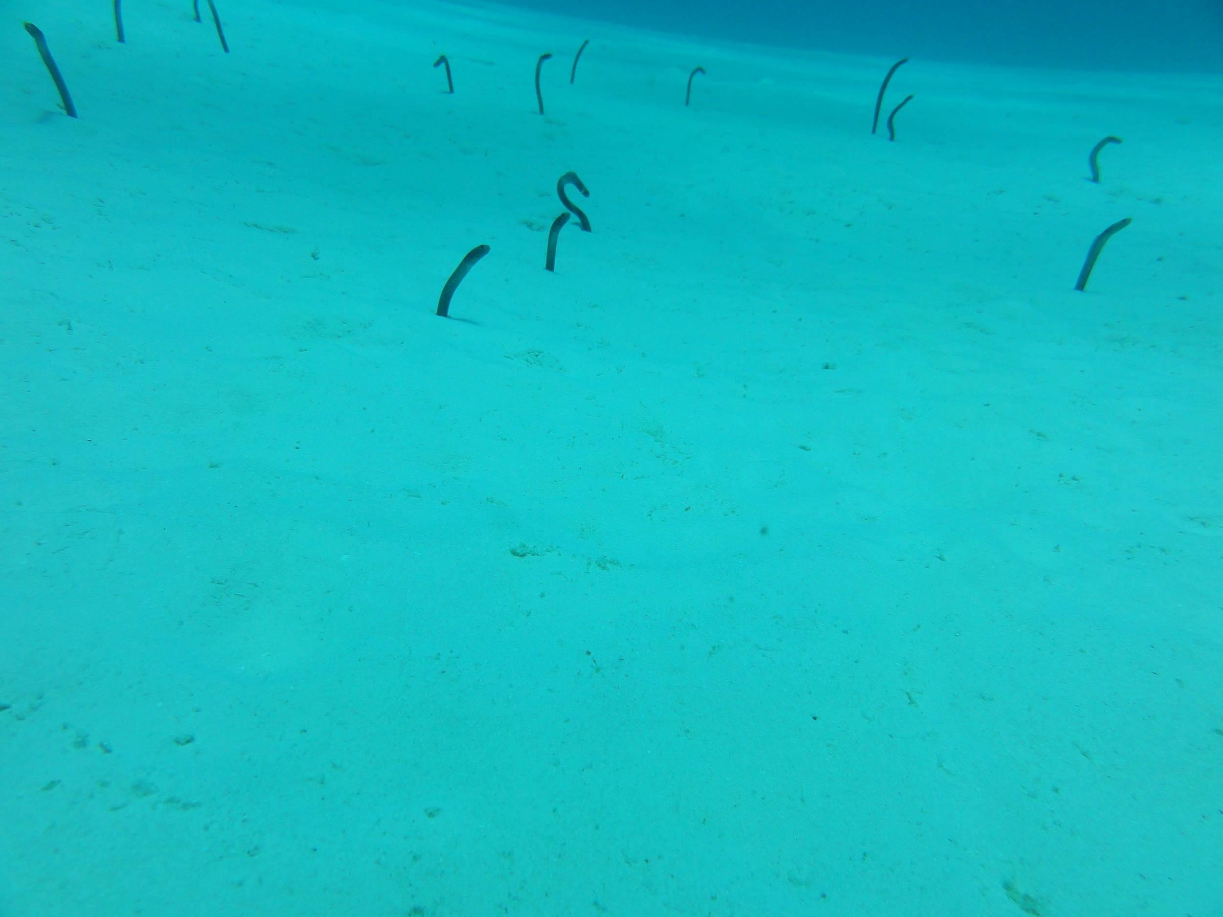 Garden eels