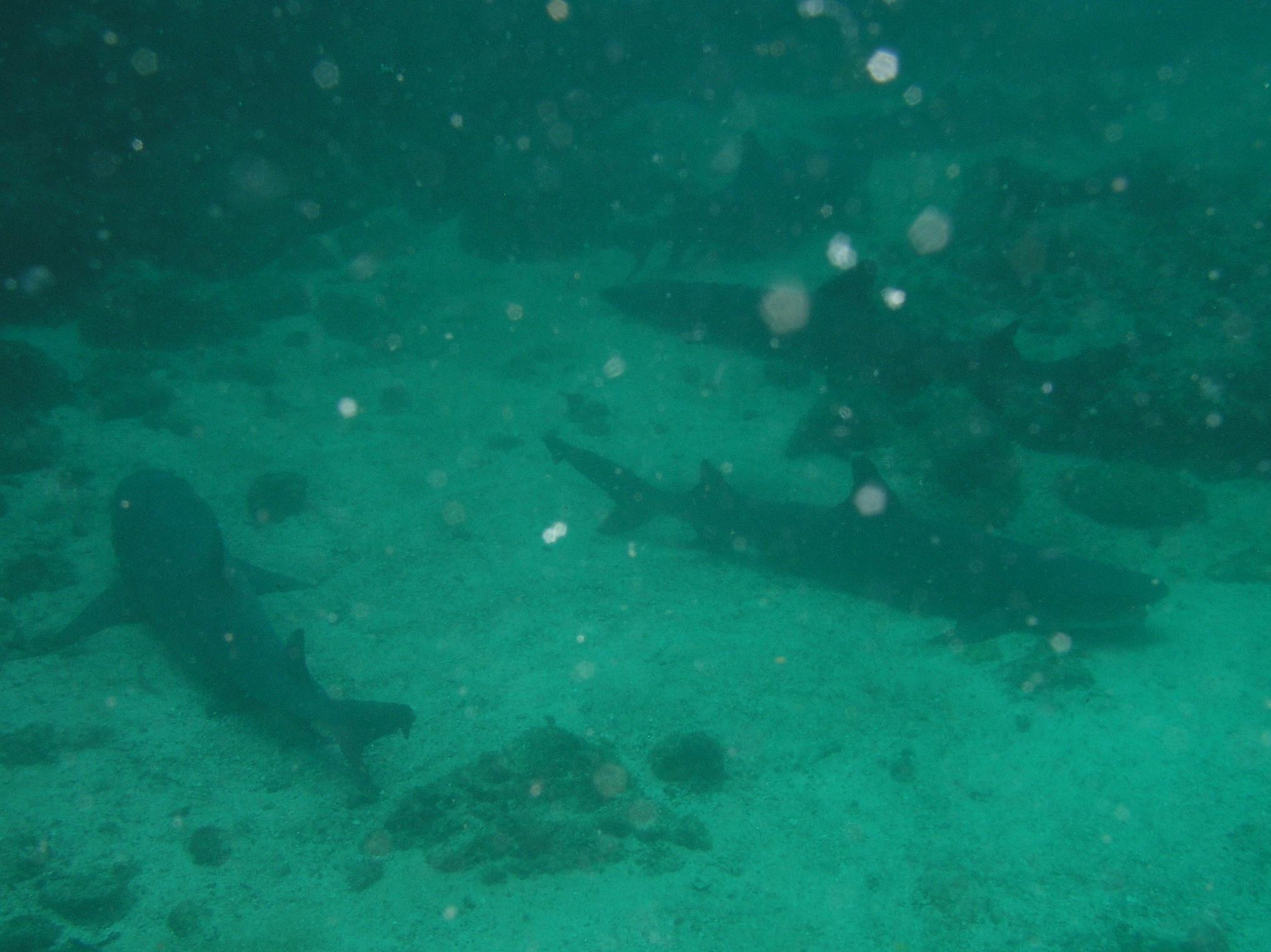 getting a bit sharky