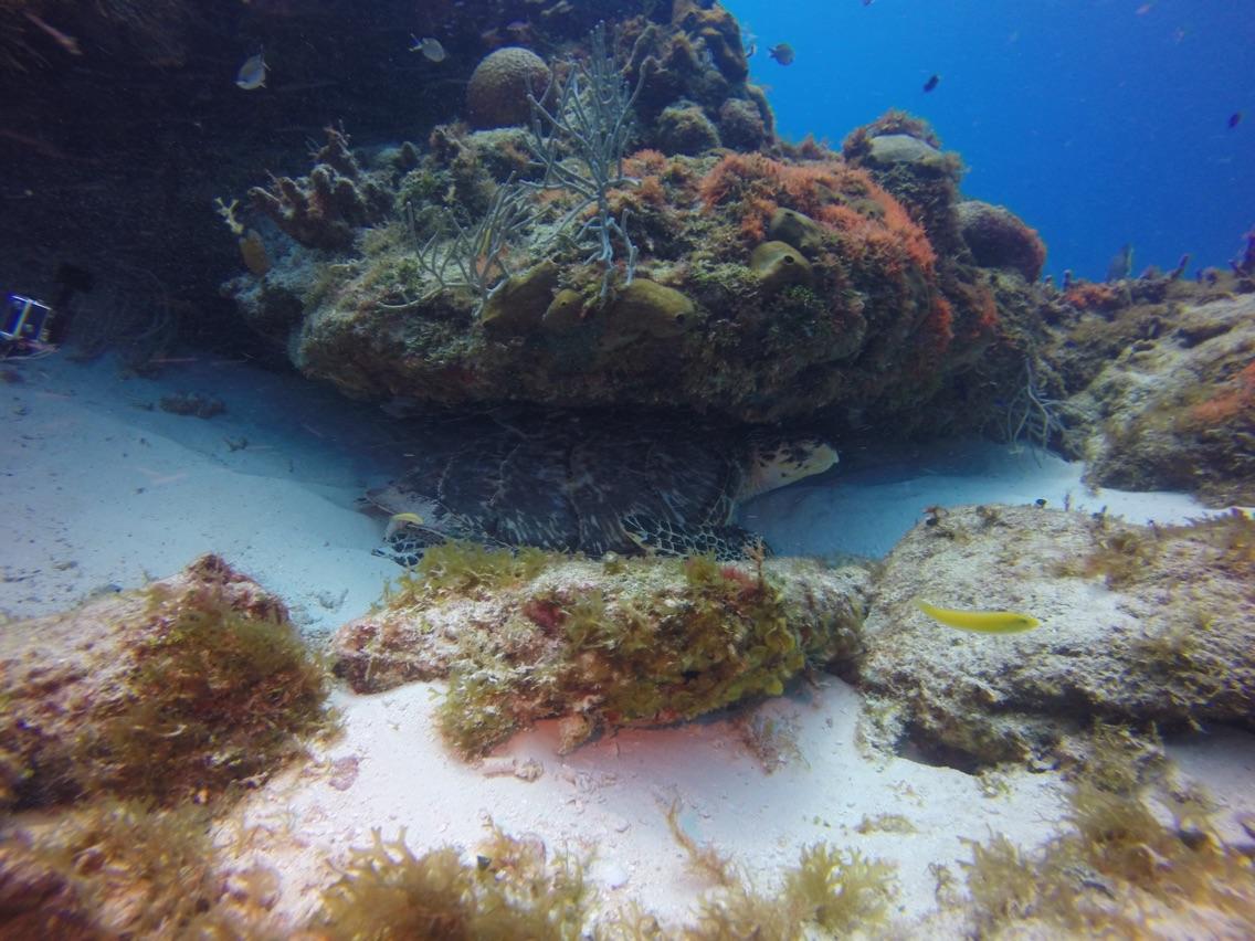 Getting out of the current with my new dive buddy, Sea Turtle.
