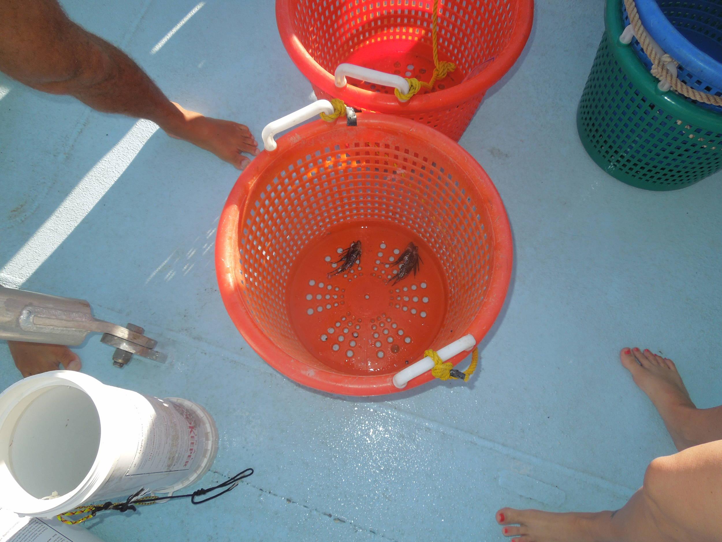 Getting small ones at Stetson