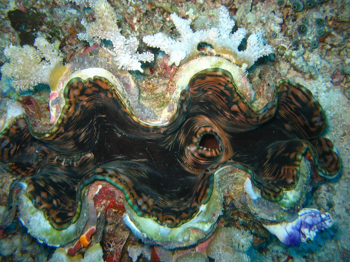 Giant Clam (open)