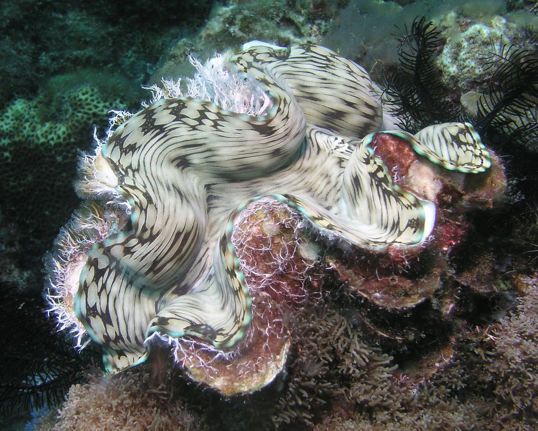 giant clam