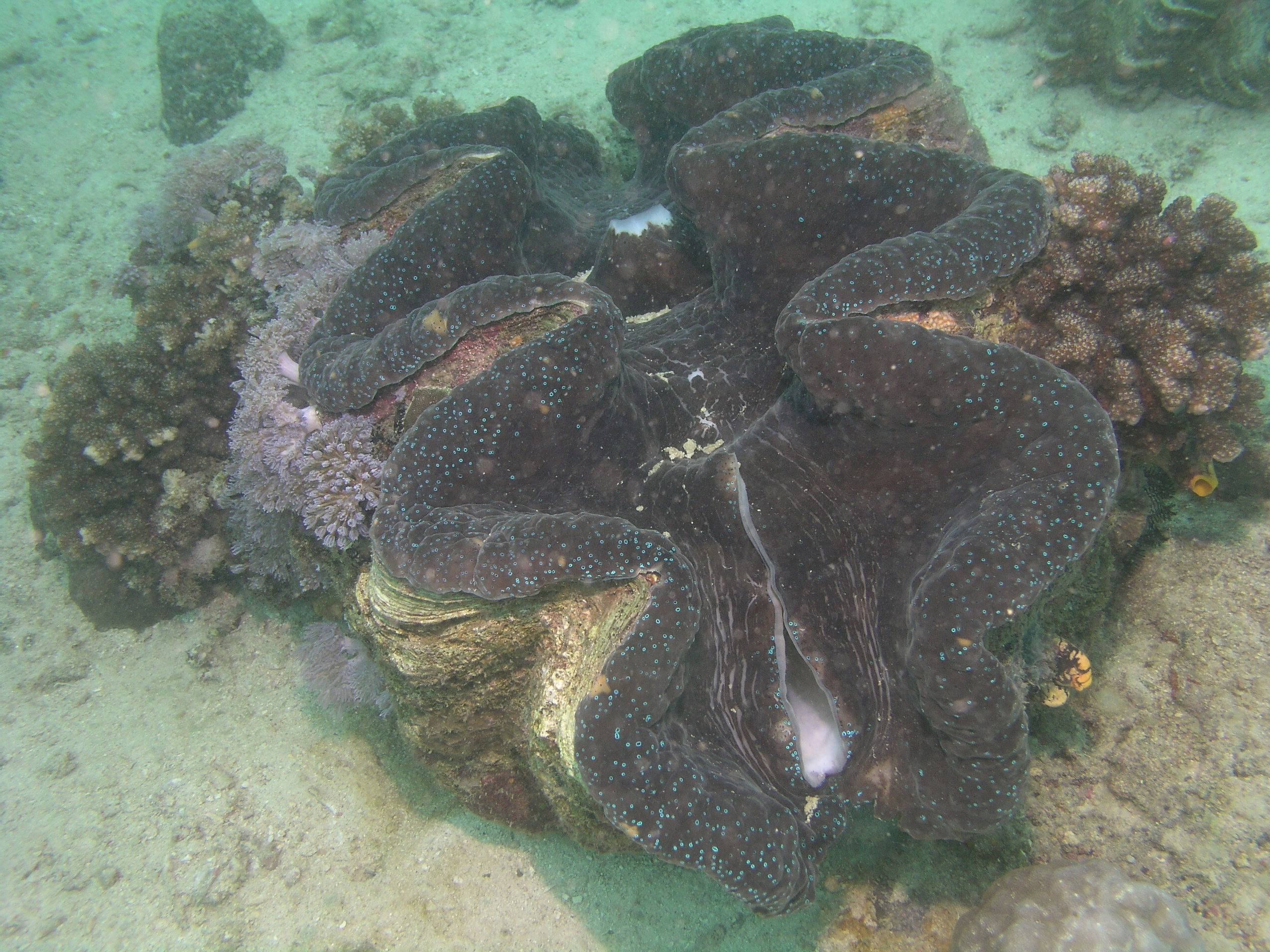 Giant clam