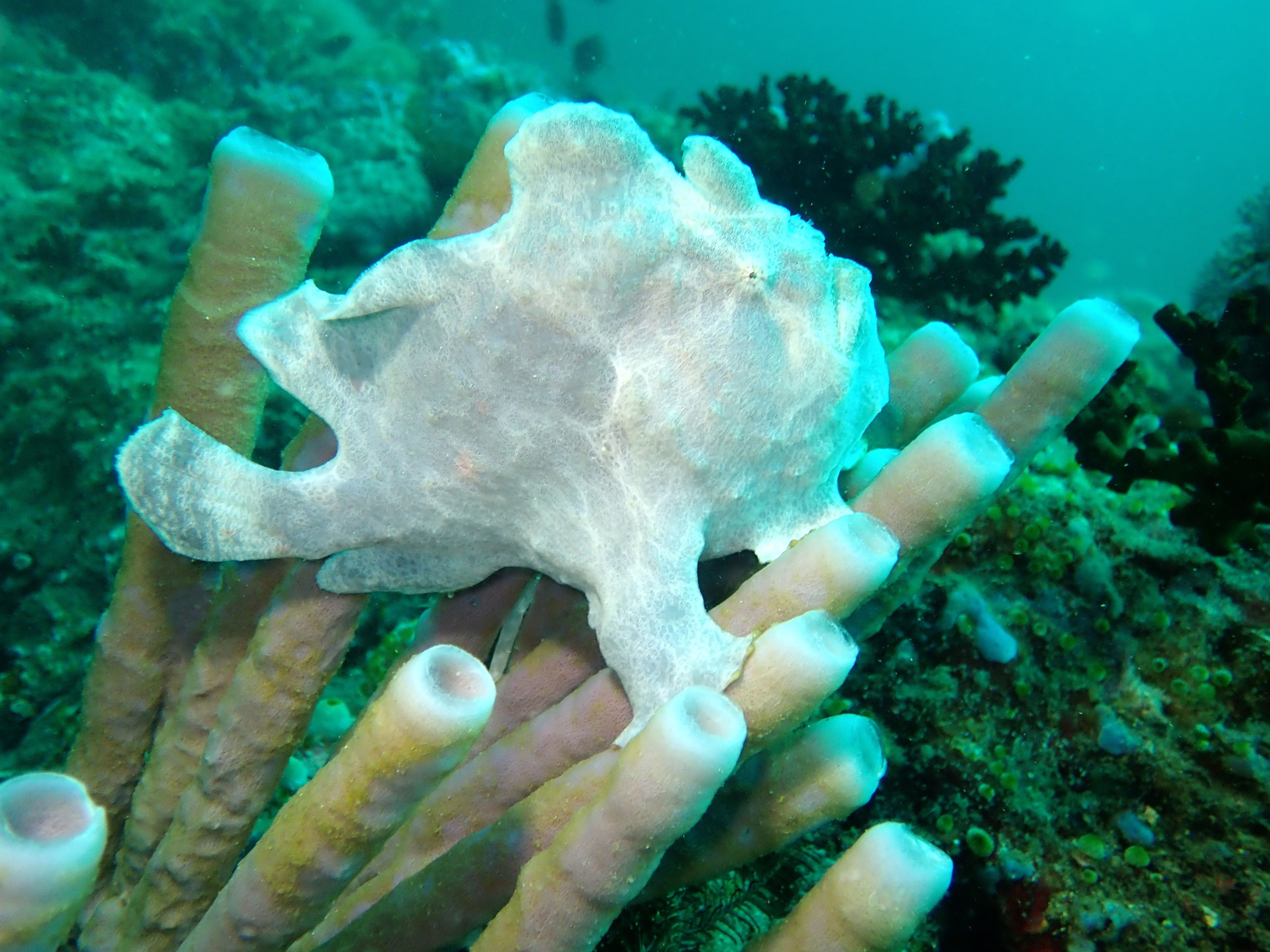 Giant Frogfish White Phase