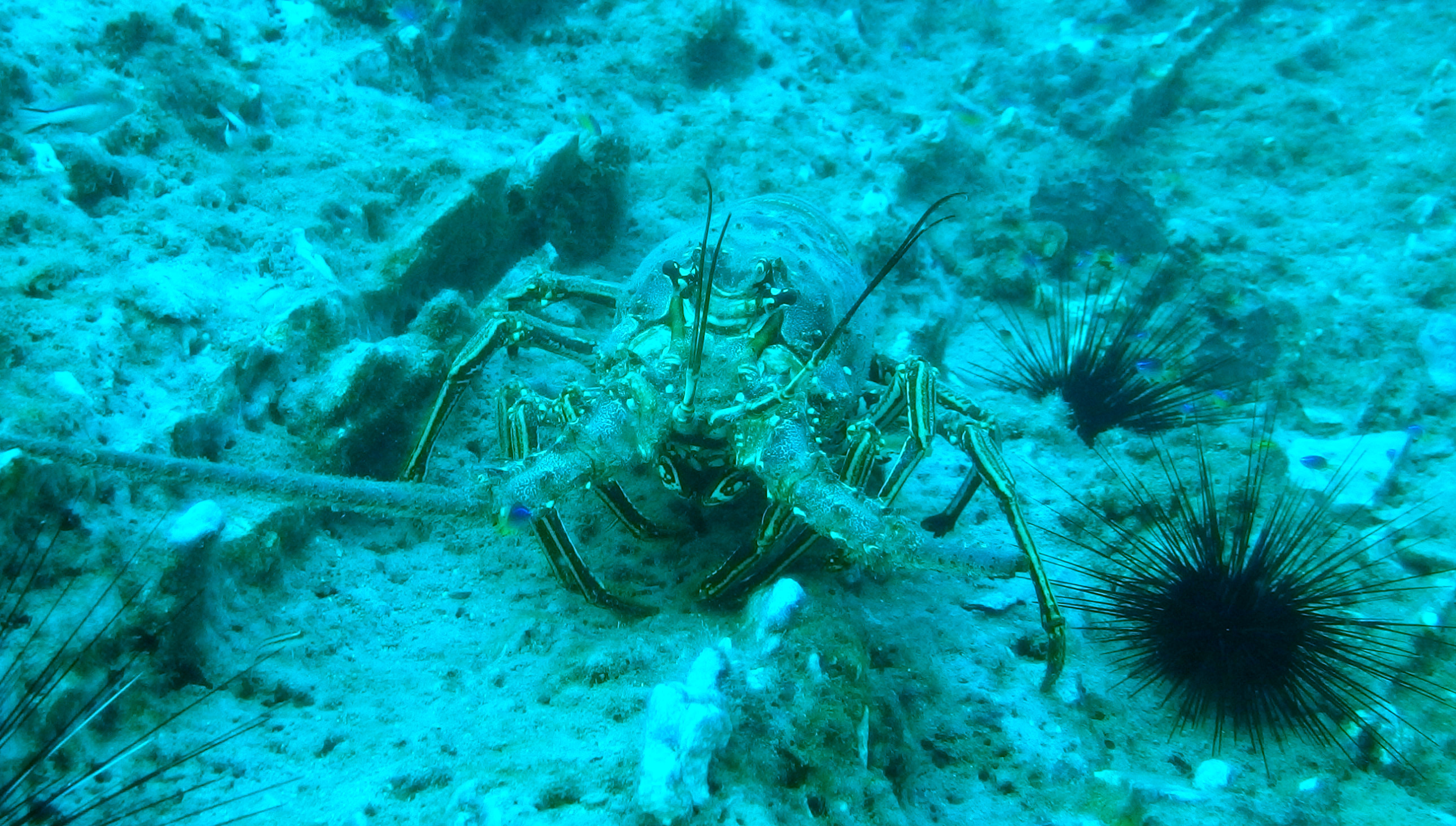 Giant Lobster
