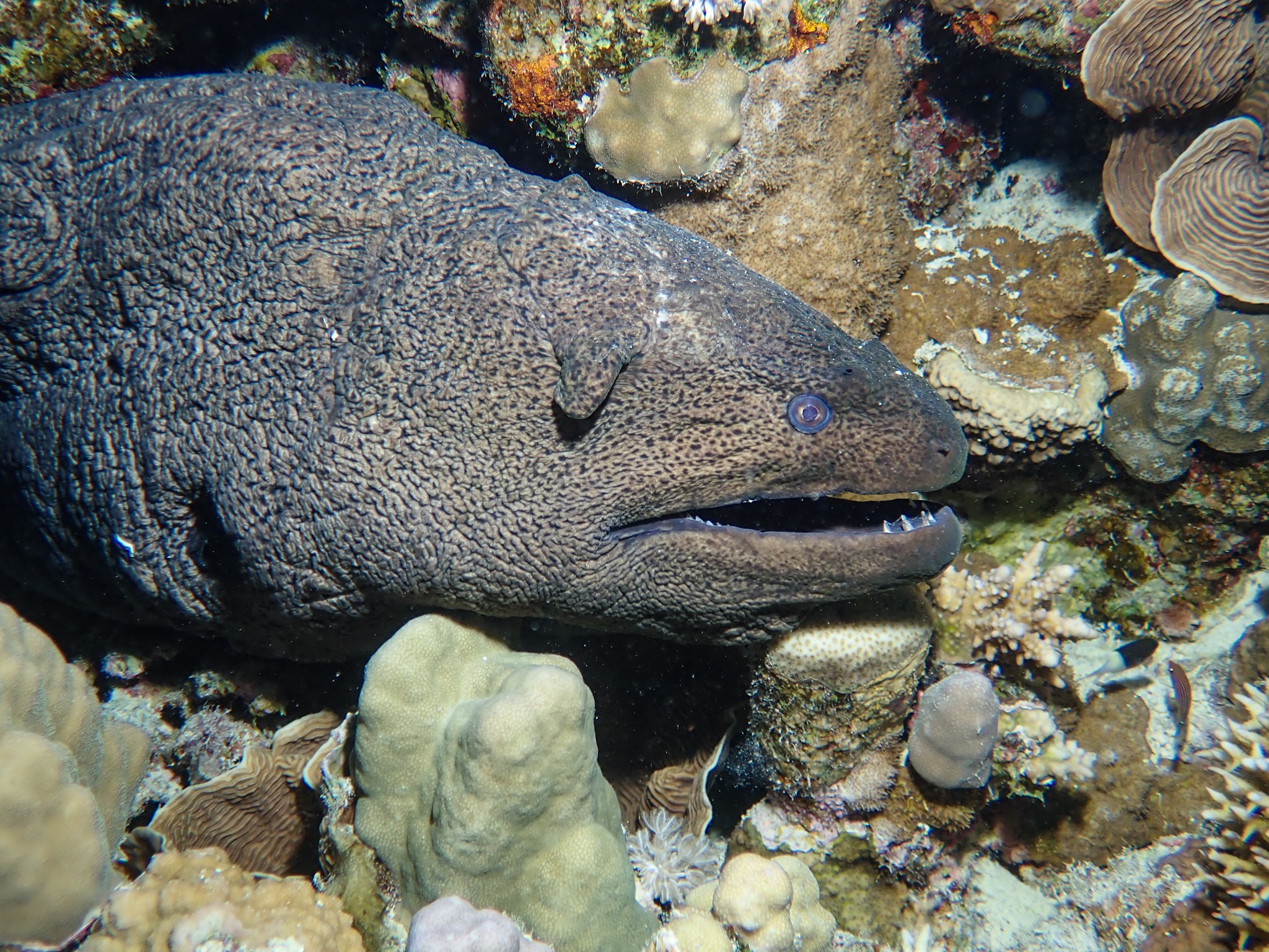 Giant Moray