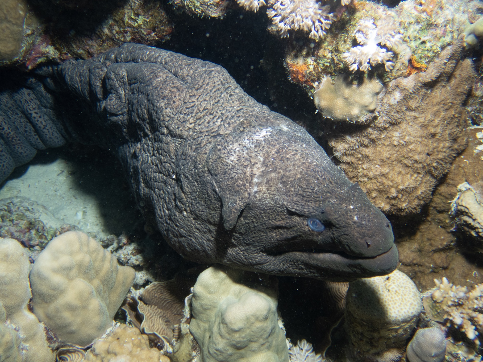 giant moray