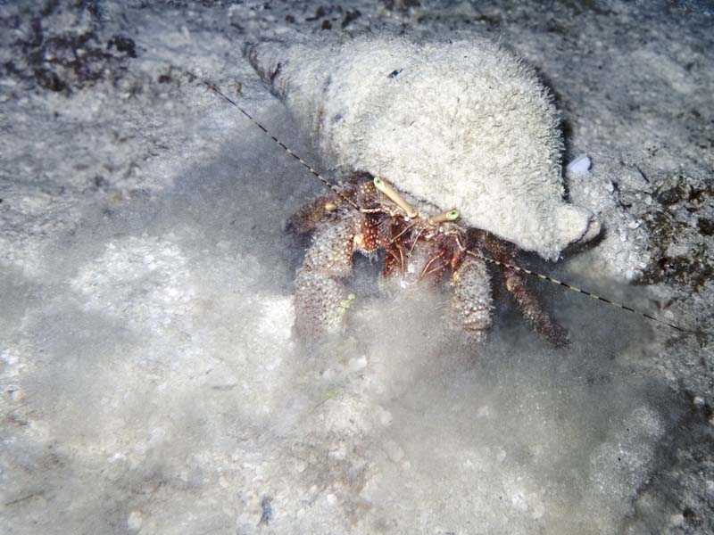 Gigantic hermit crab