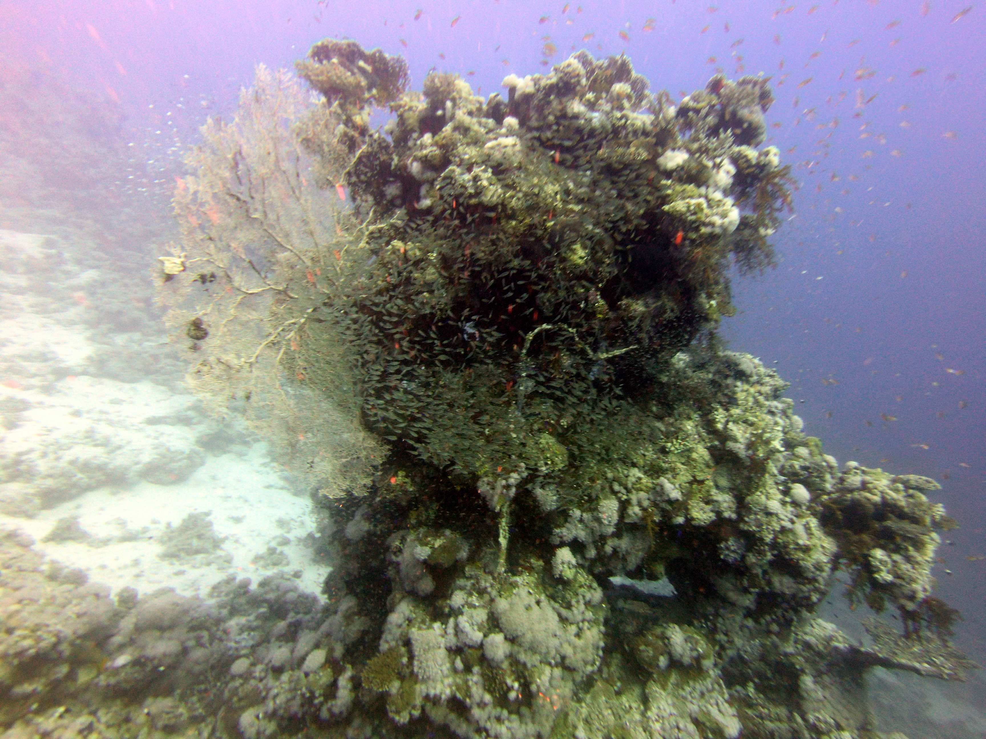 Glassfish at Near Garden