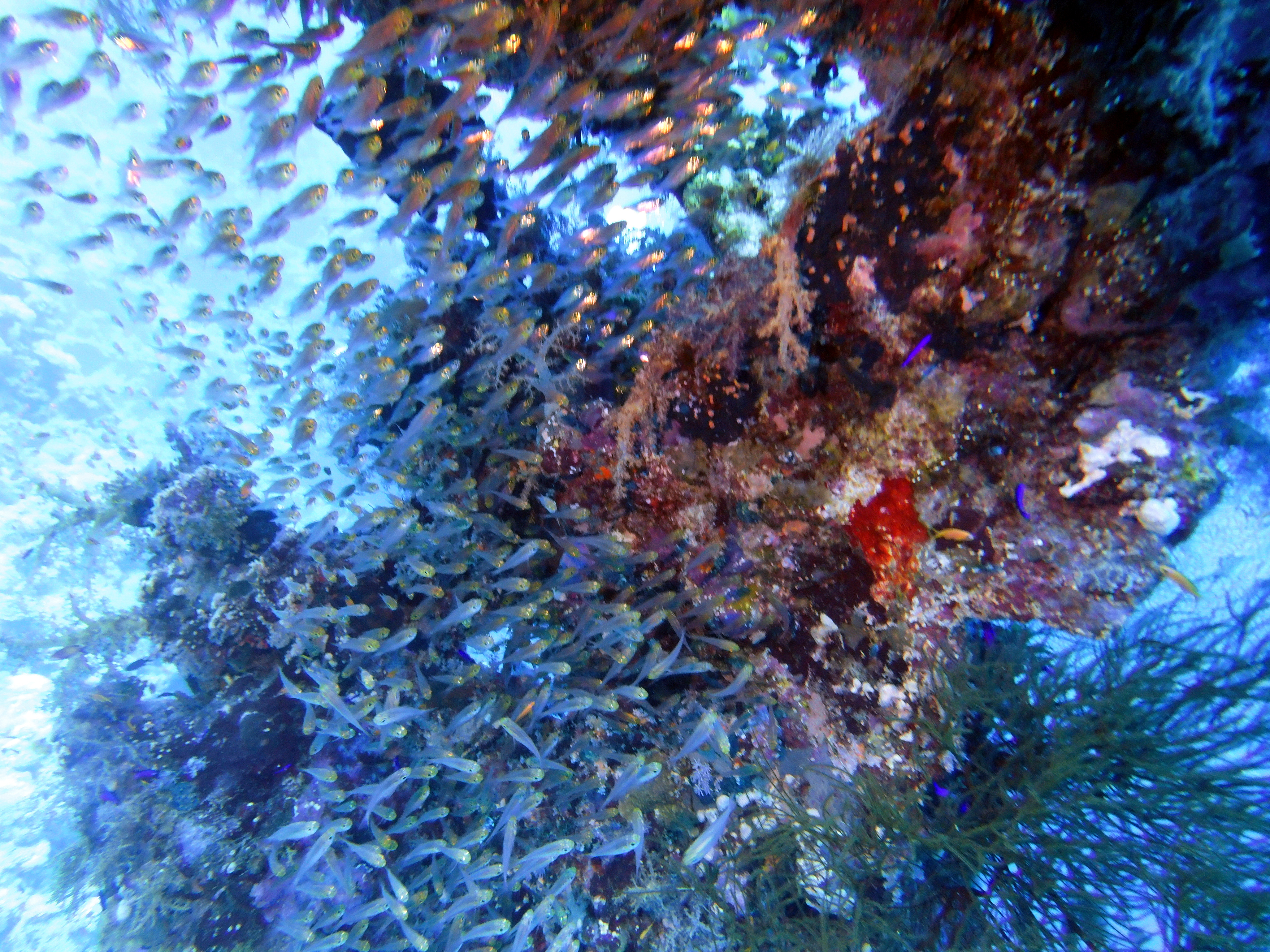 Glassfish at Ras Zat'ar