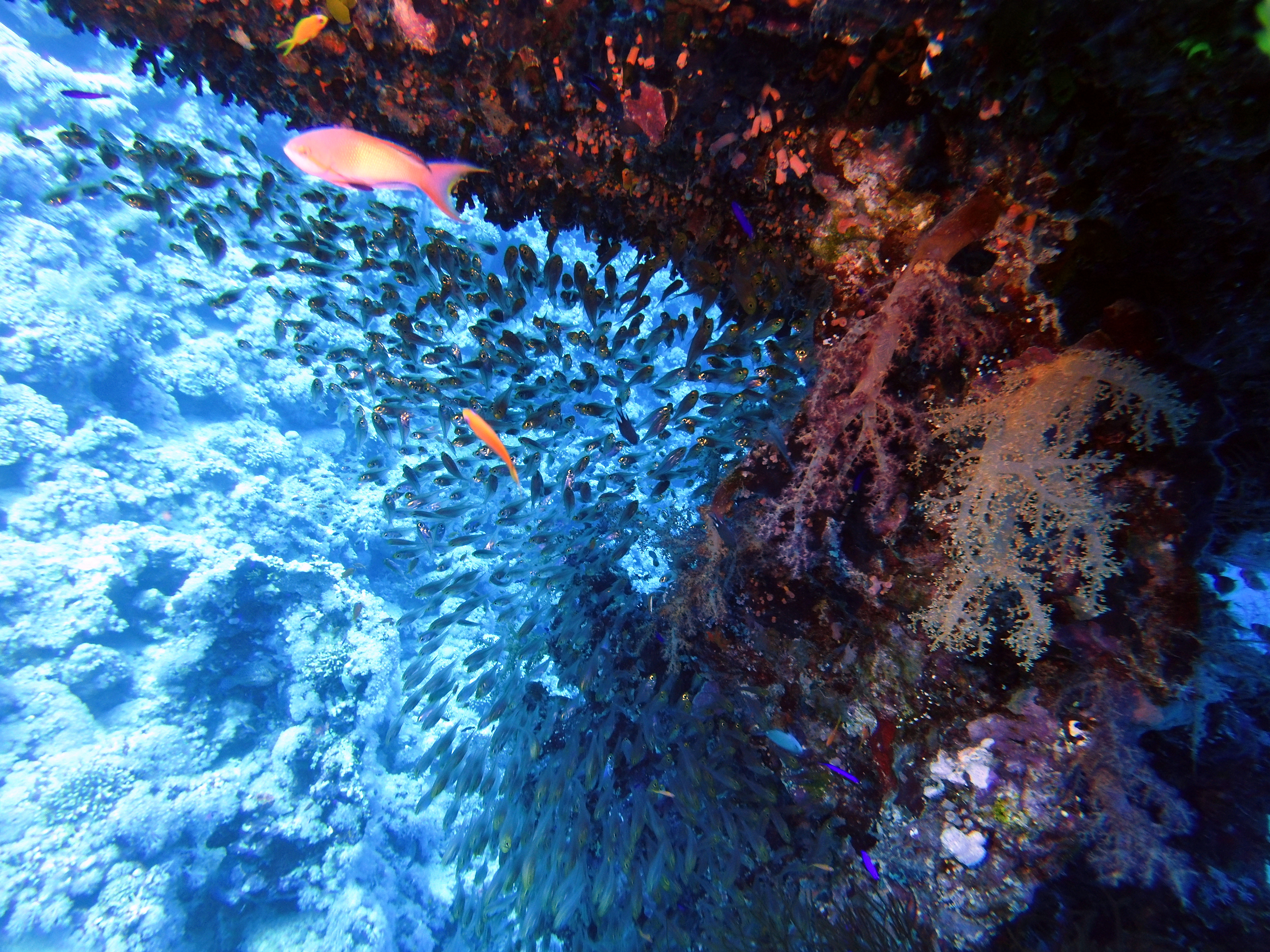 Glassfish at Ras Zat'ar