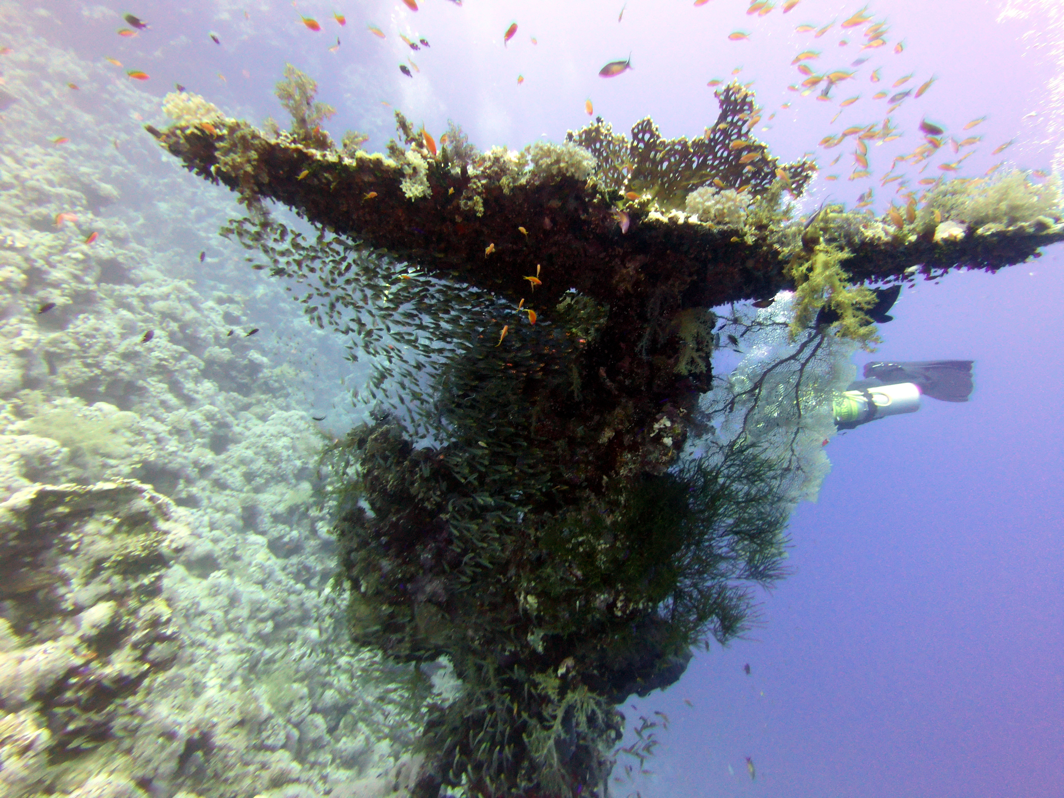 Glassfish hiding under table coral at Ras Zat'ar