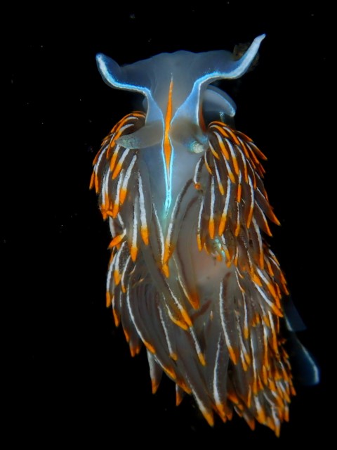 Glowing Nudi - DivingDoug