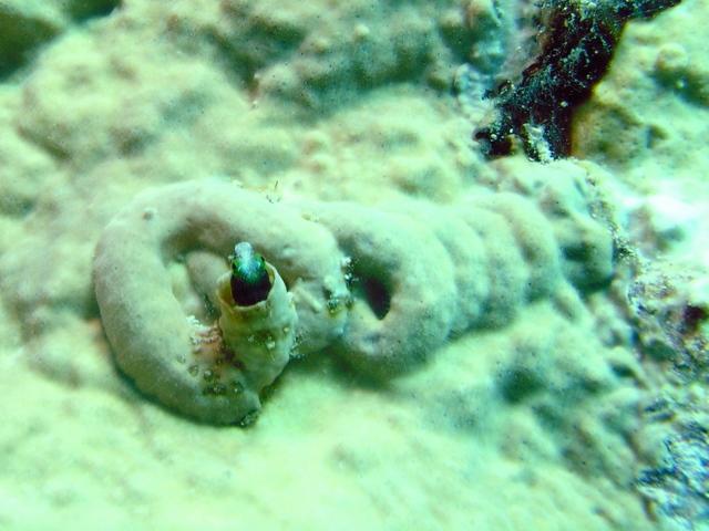 goby home