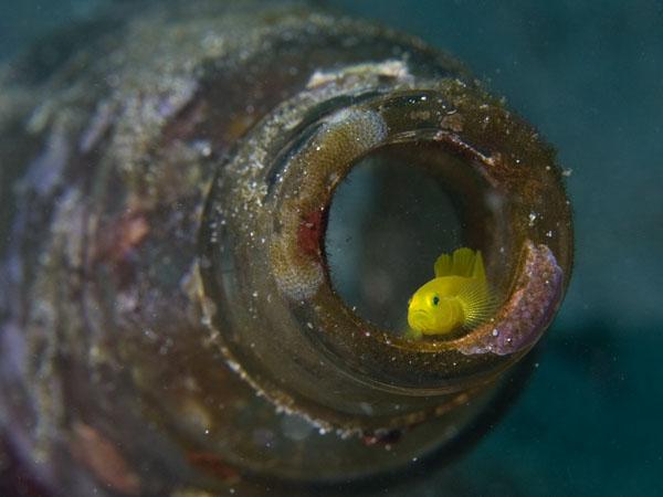 Goby