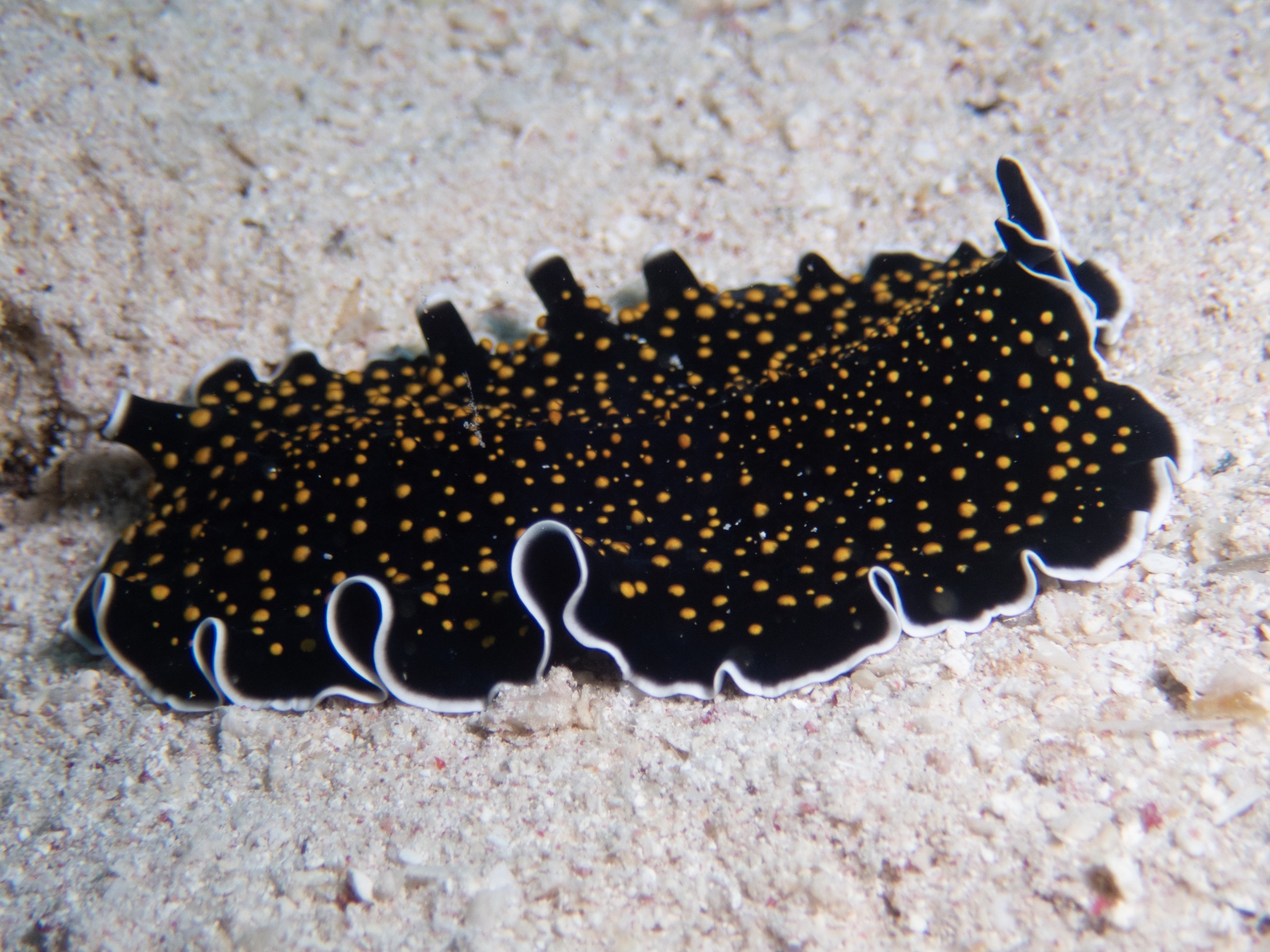 Gold dotted flatworm