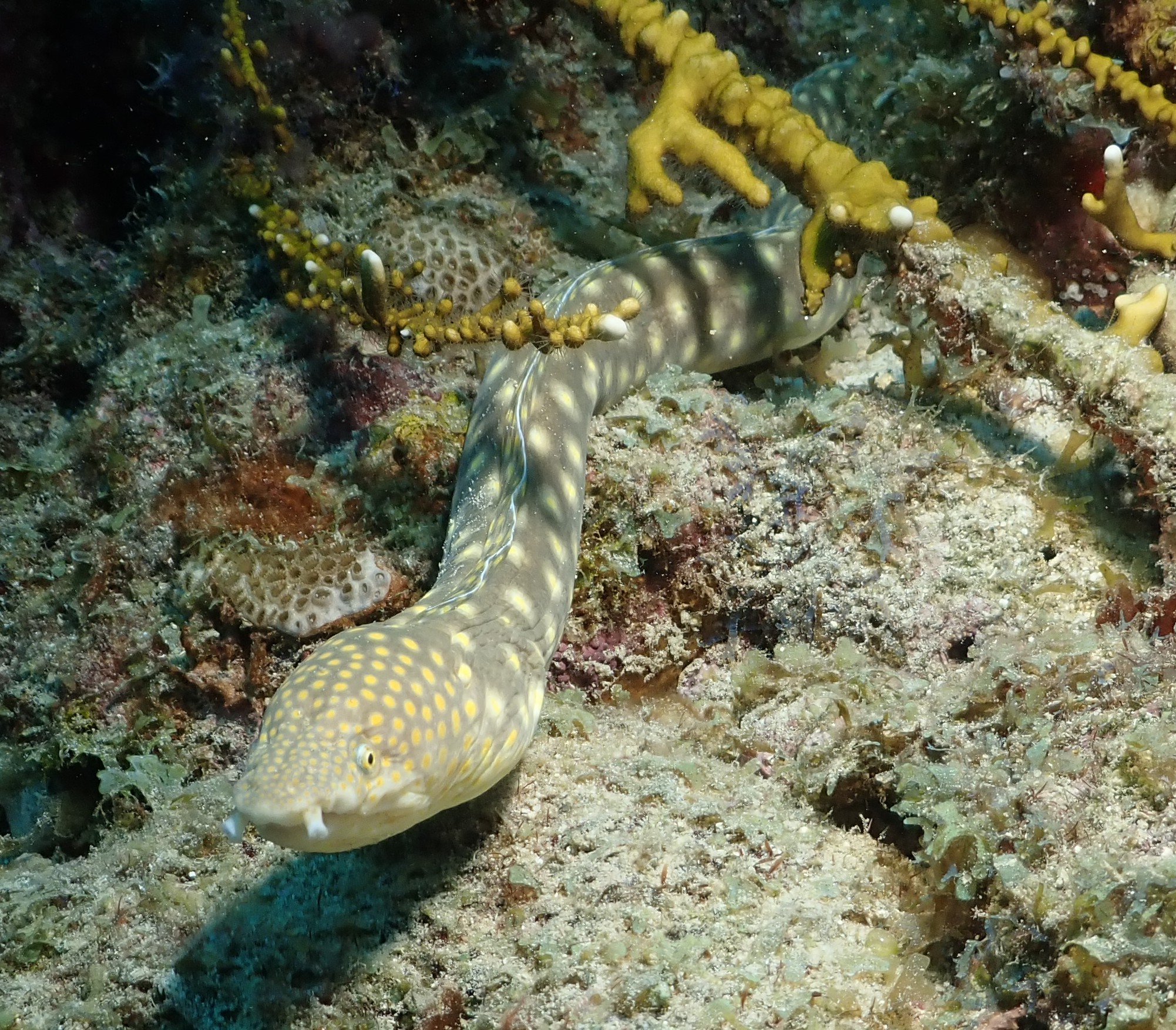 Gold spotted eel