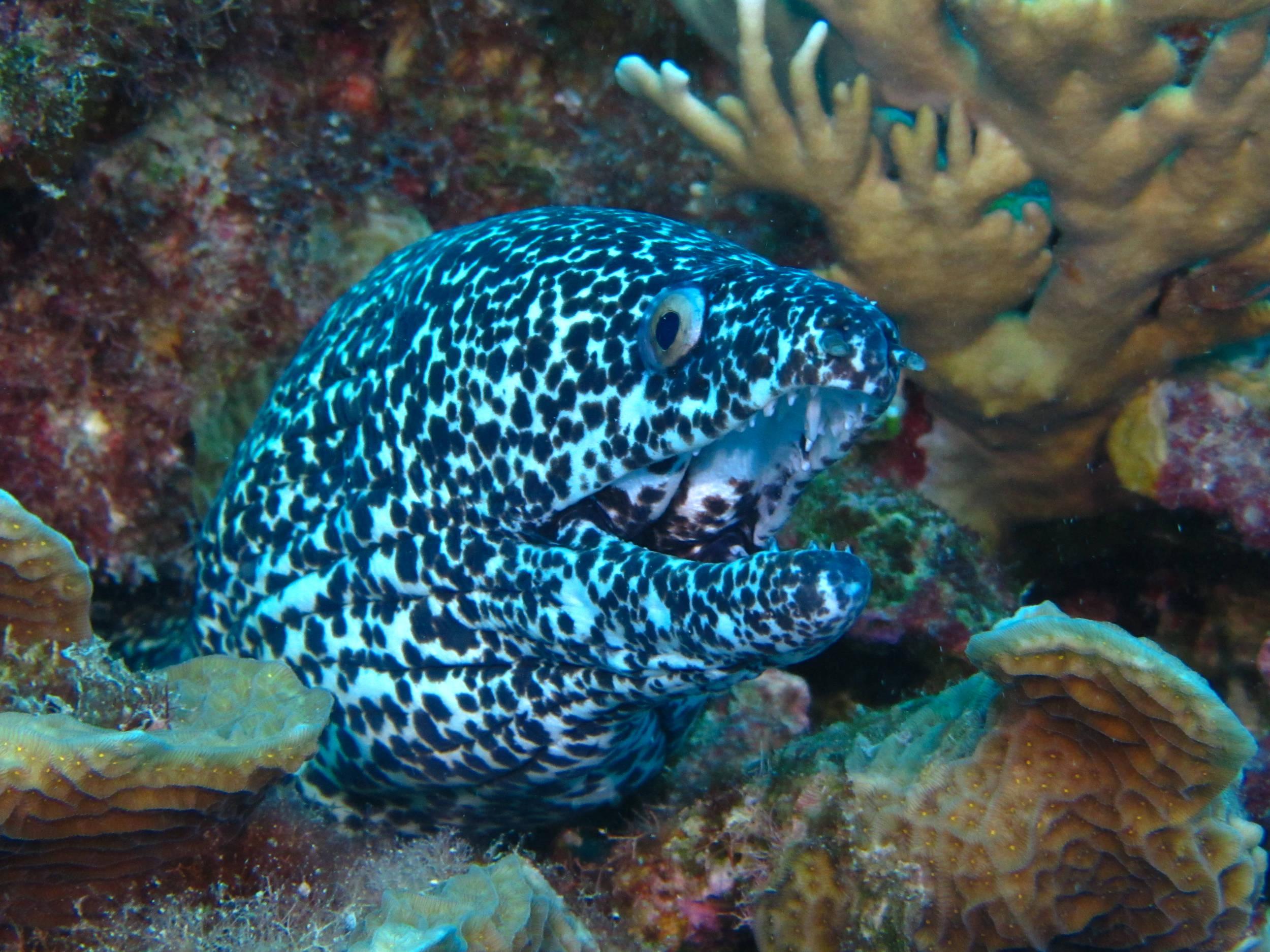 Goldentail Moray