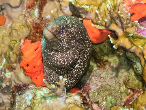 Goldentail Moray