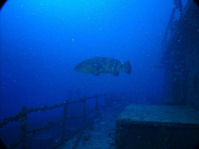 Goliath Grouper on Spiegel Grove