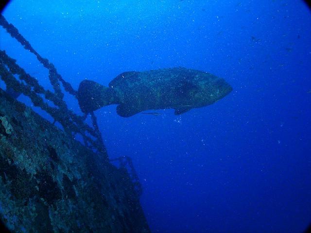 Goliath Grouper on Spiegel Grove