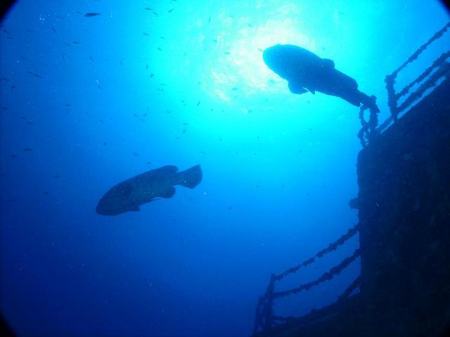 Goliath Groupers on Spiegel Grove