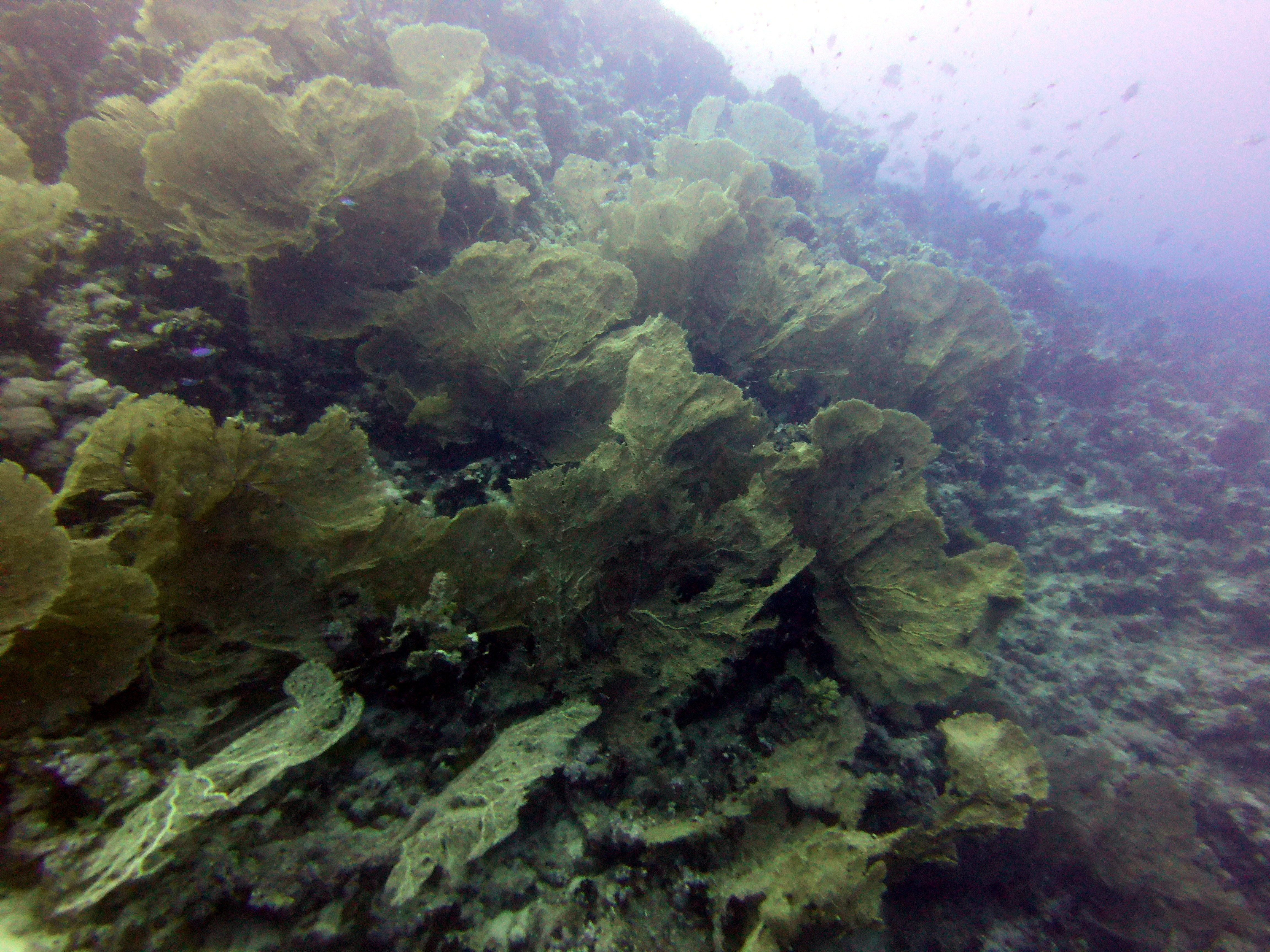 Gorgonias at Ras Umm Sid